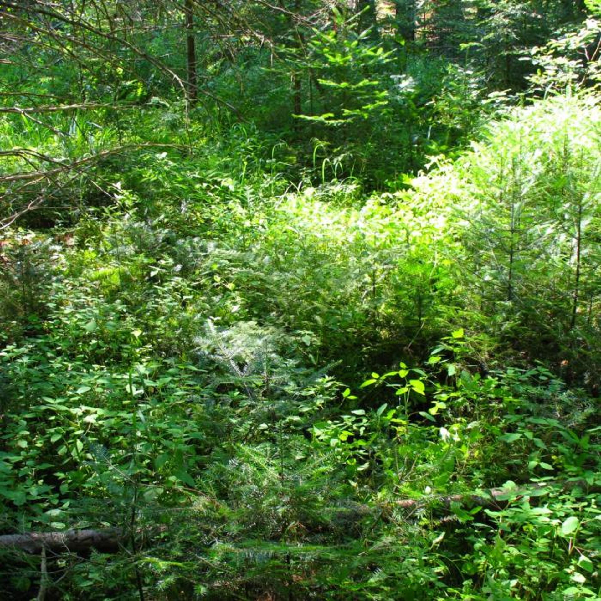 The forest is full of green flora and fauna.