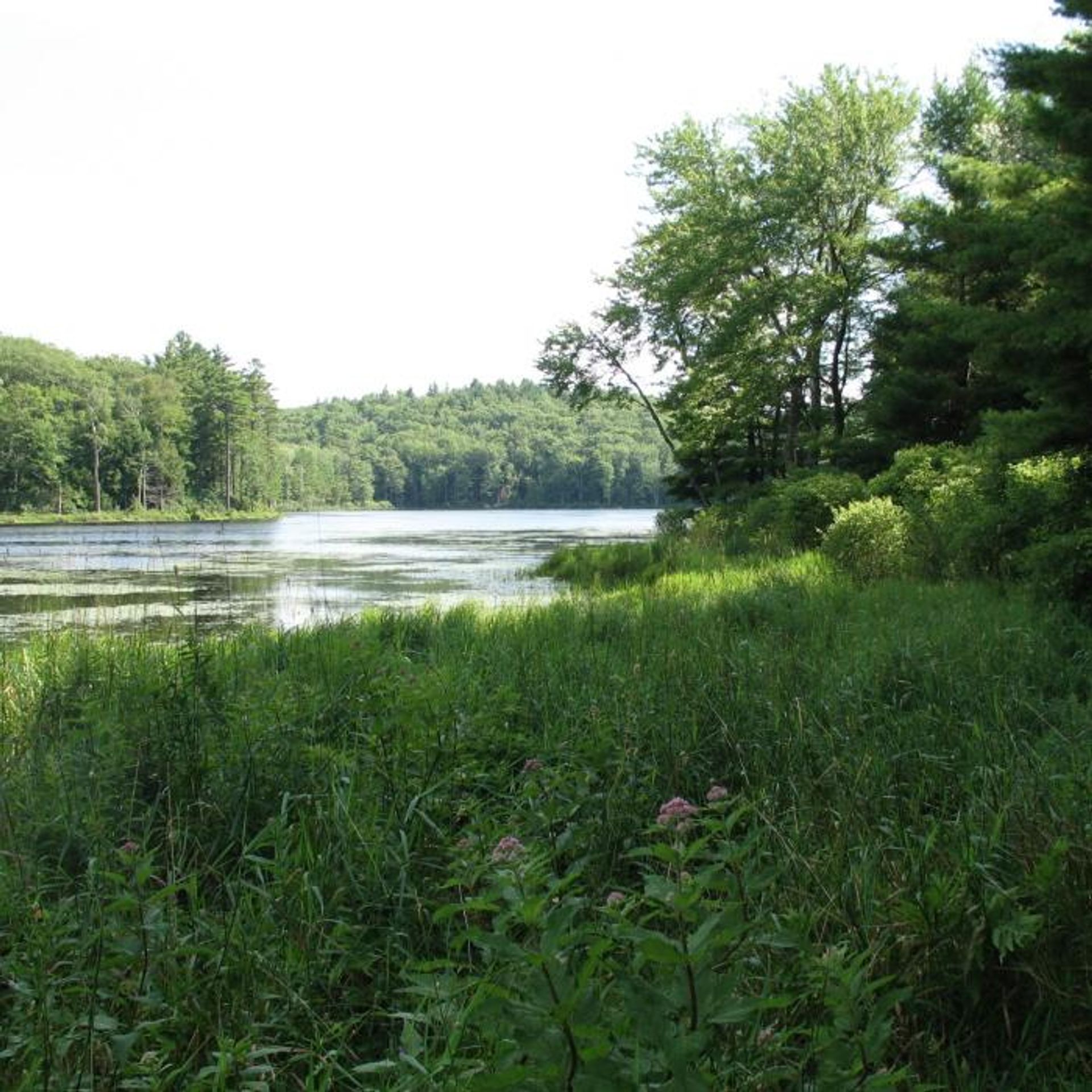 The pond is pictured beyond the green forest.