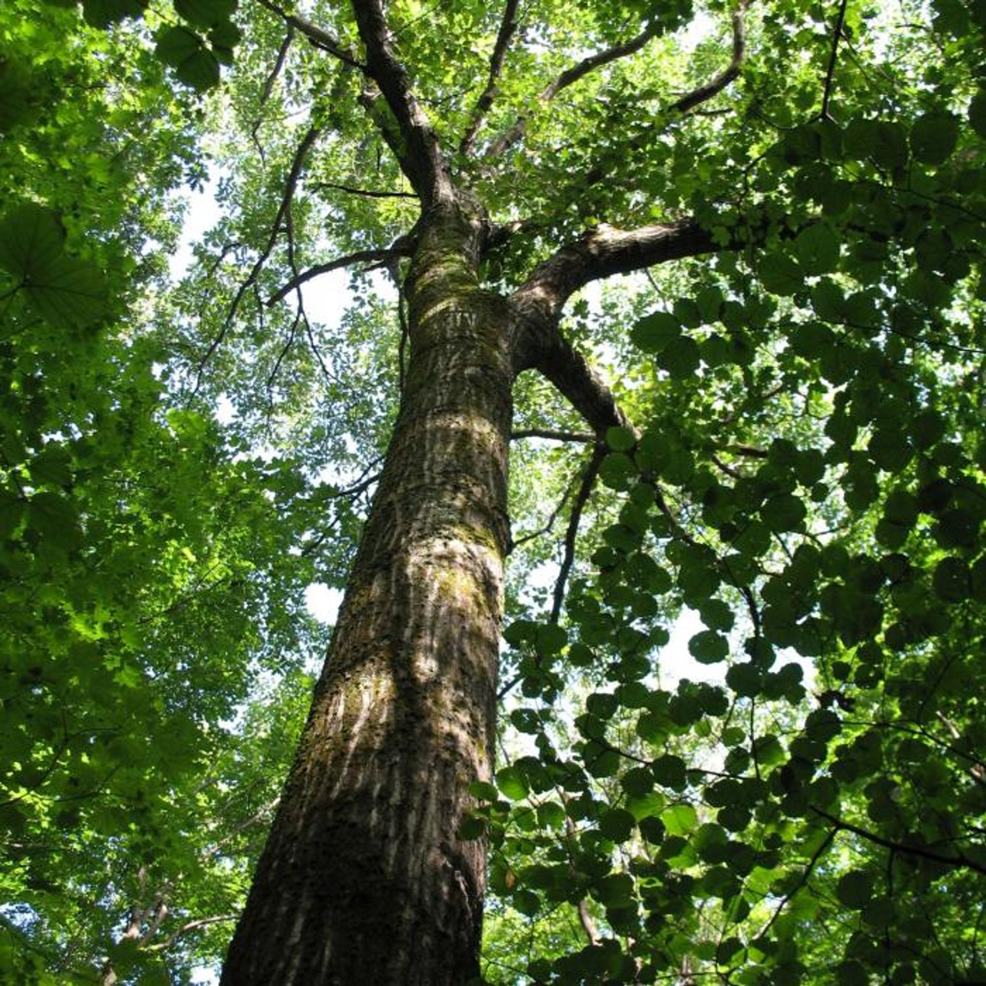 A view up toward tree branches in the forest.