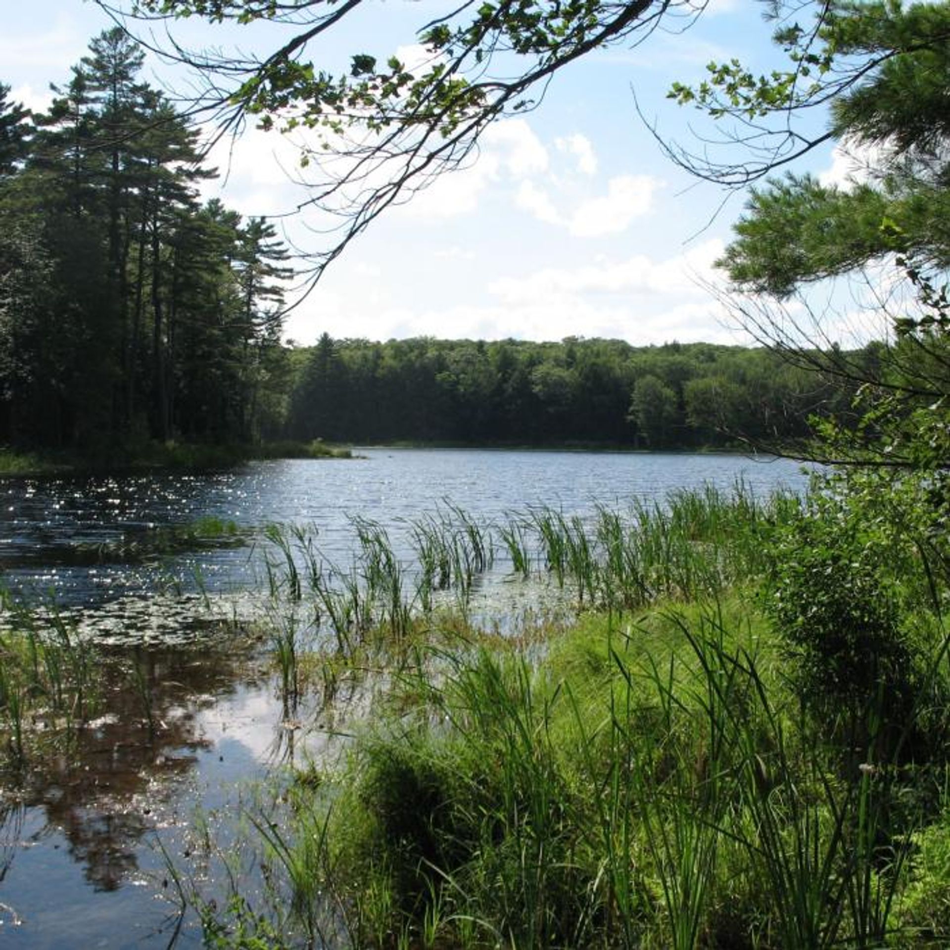 A view of the pond at Heald Tract reservation.