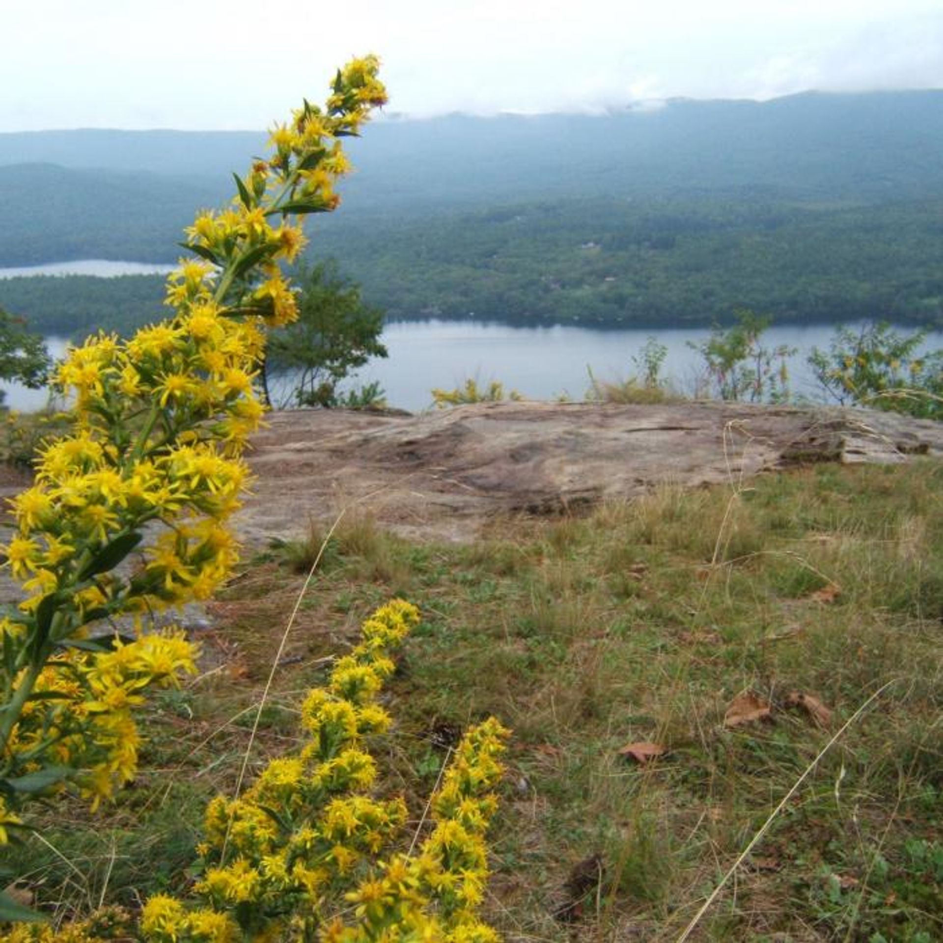 Goldenrod blooms near a view of the water over rocks.