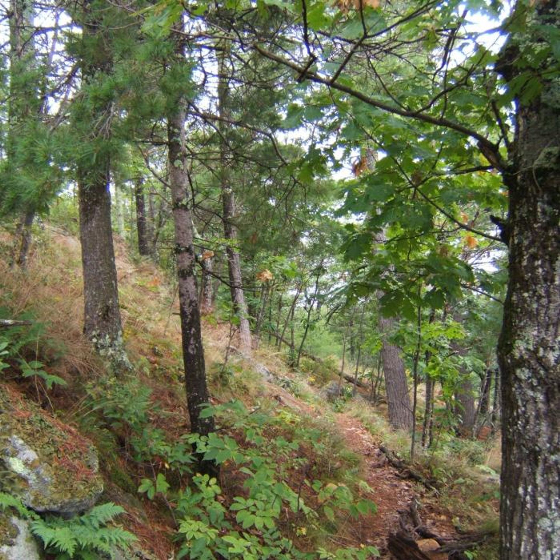 A steep cliff in the forest.