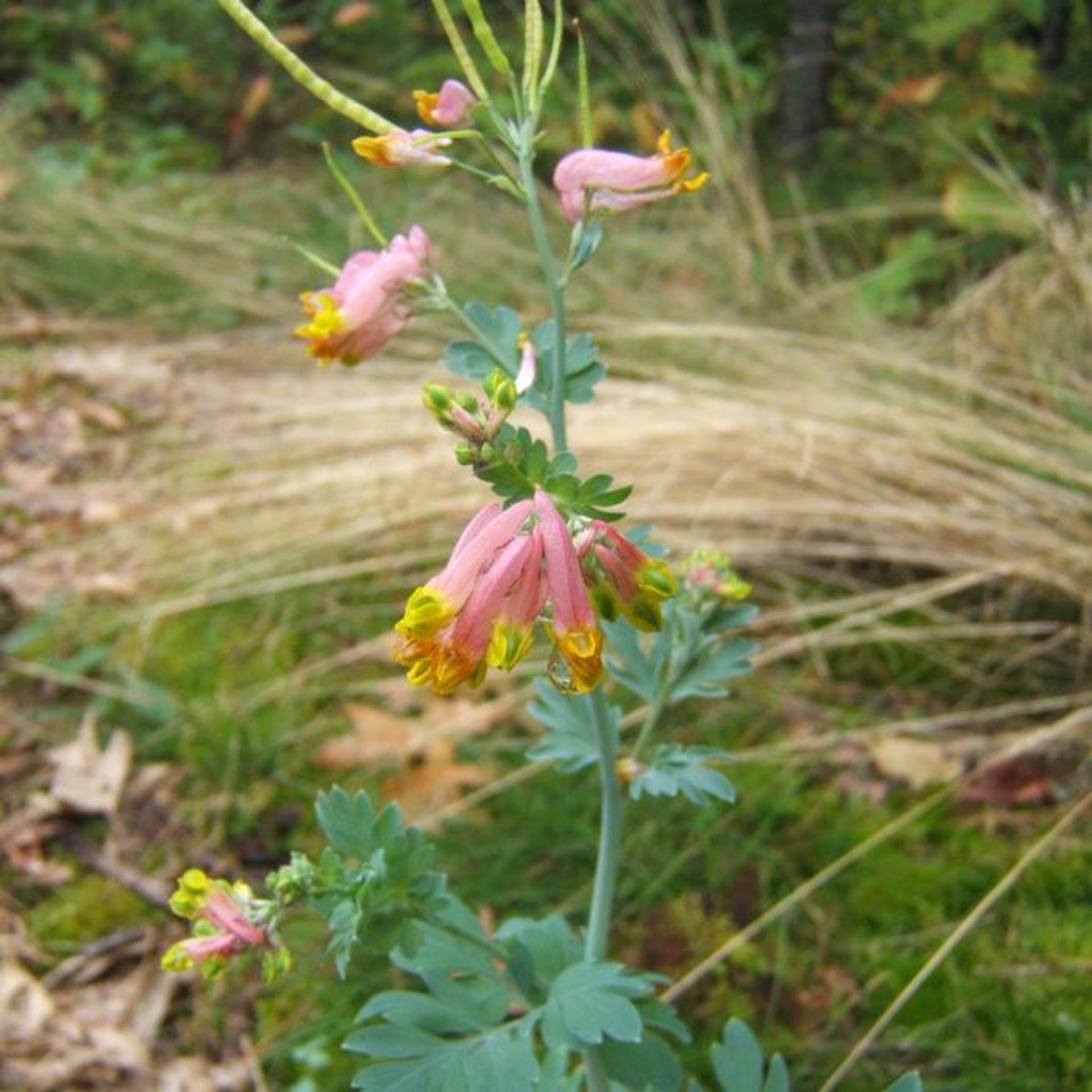 Pink wildflowers in the forest.