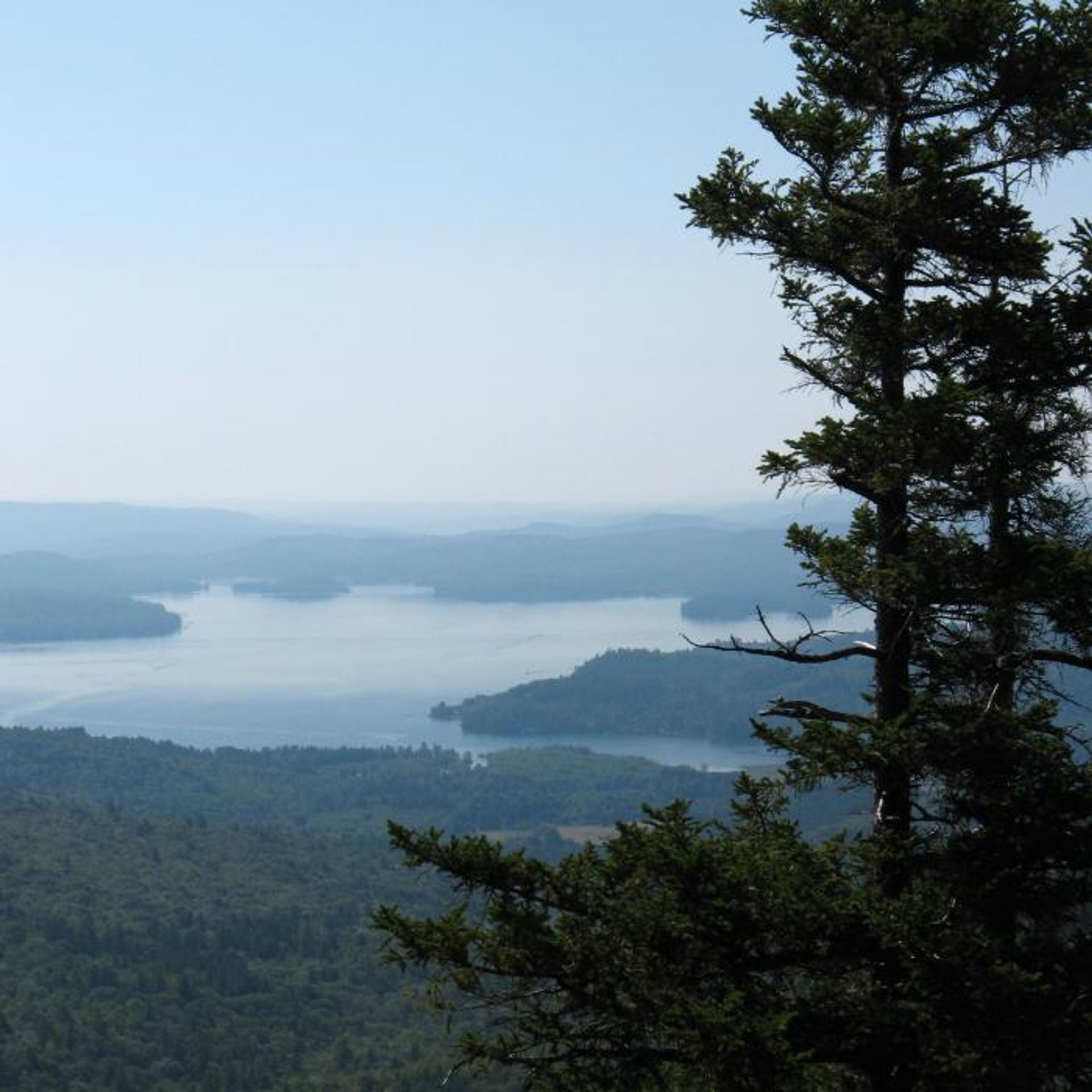 A view of the lake beyond the forest.