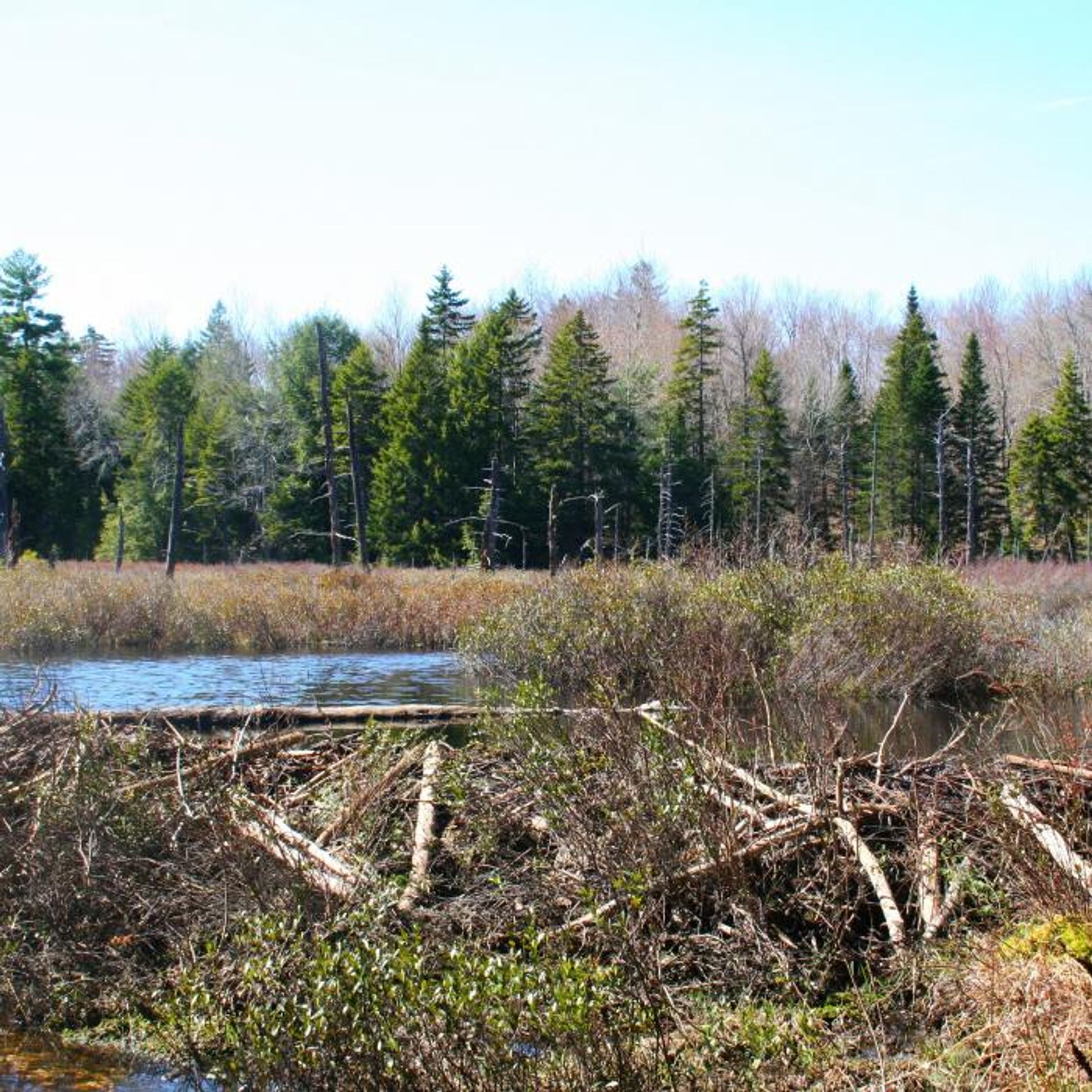 A beaver dam with forest behind.