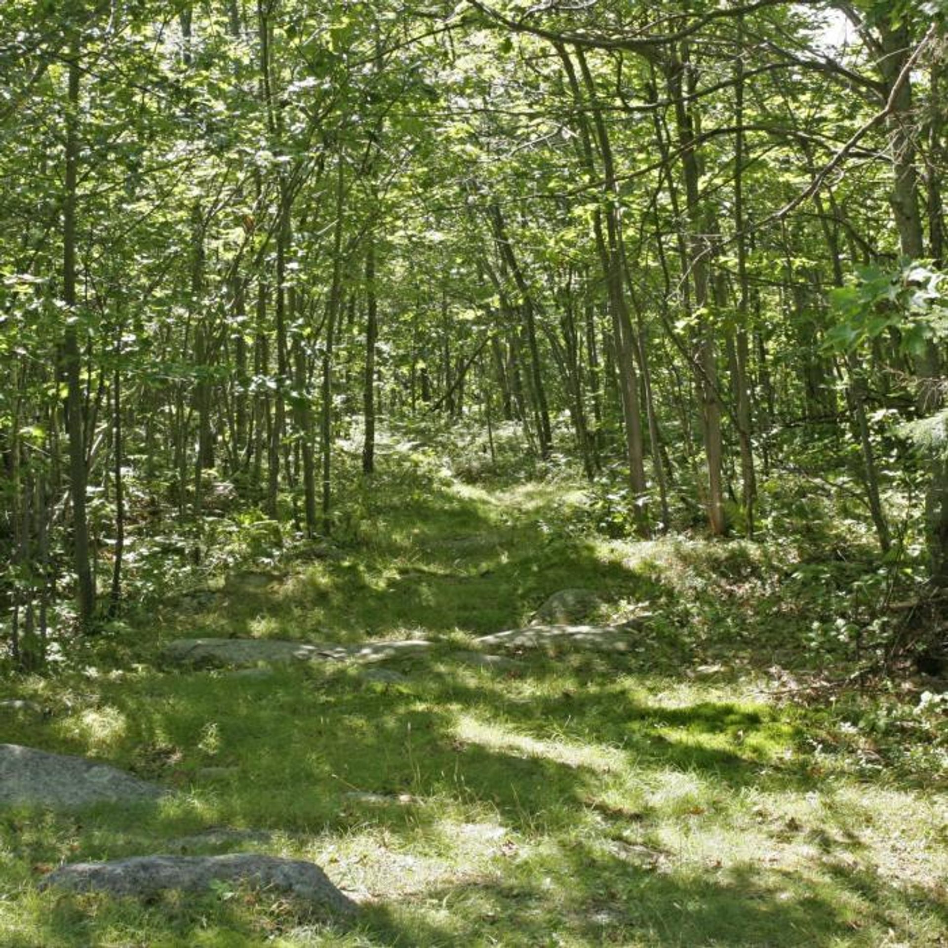 Green forest at High Watch Preserve.