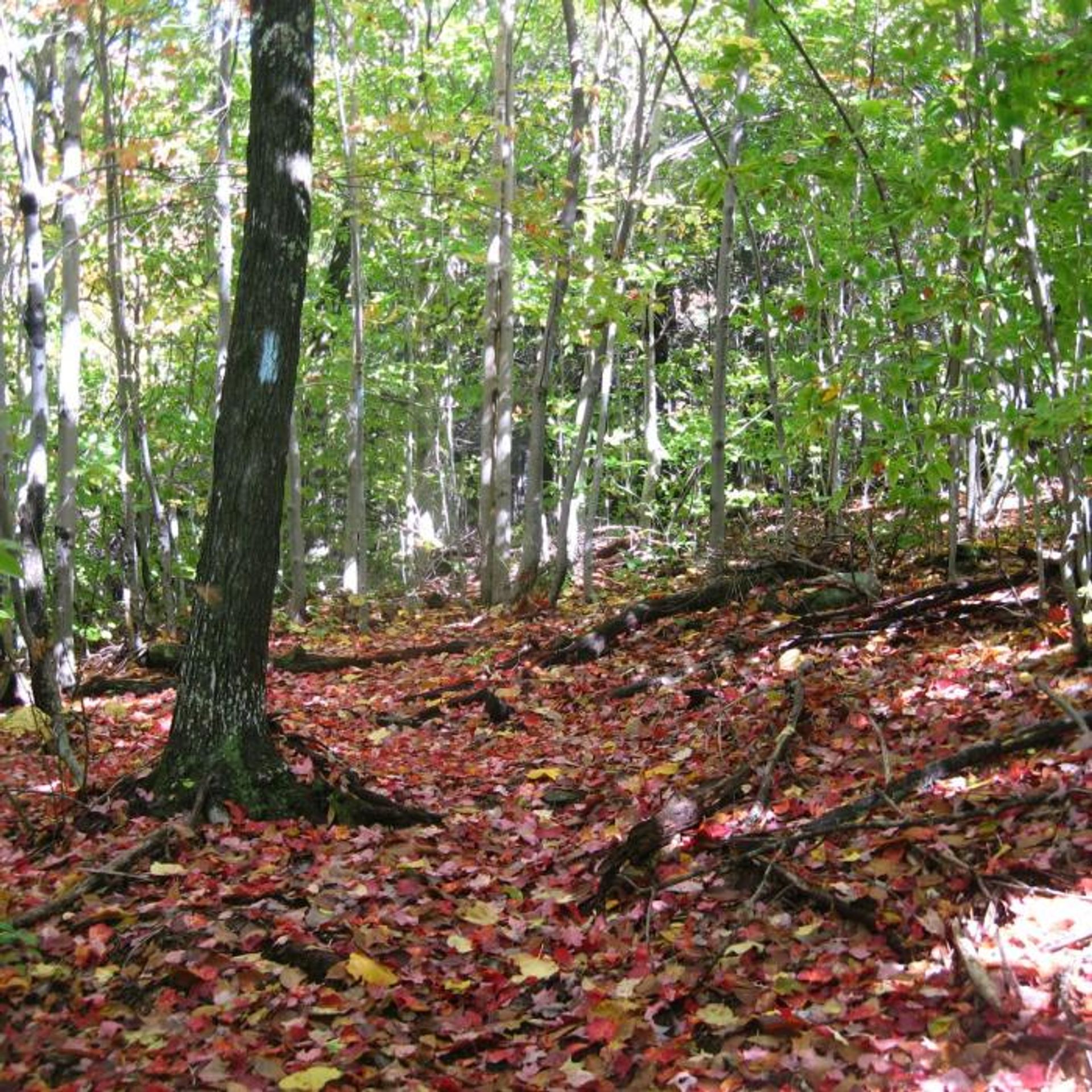 A blue blaze marks the trail, which is covered in fallen red leaves.