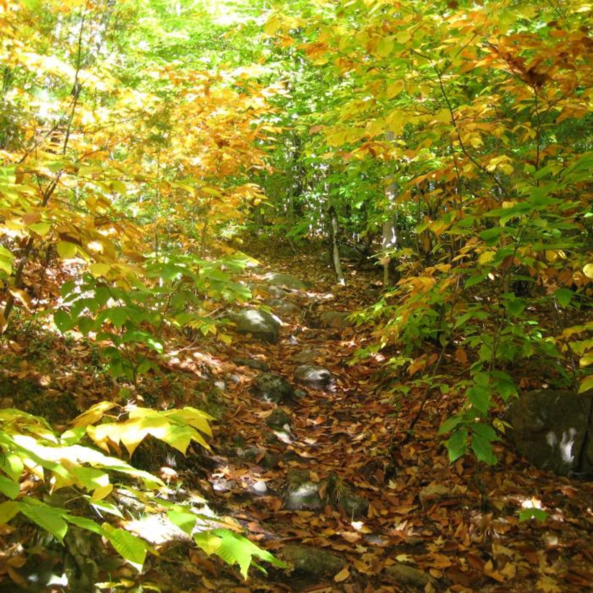 A rocky trail leads uphill surrounded by autumn foliage.