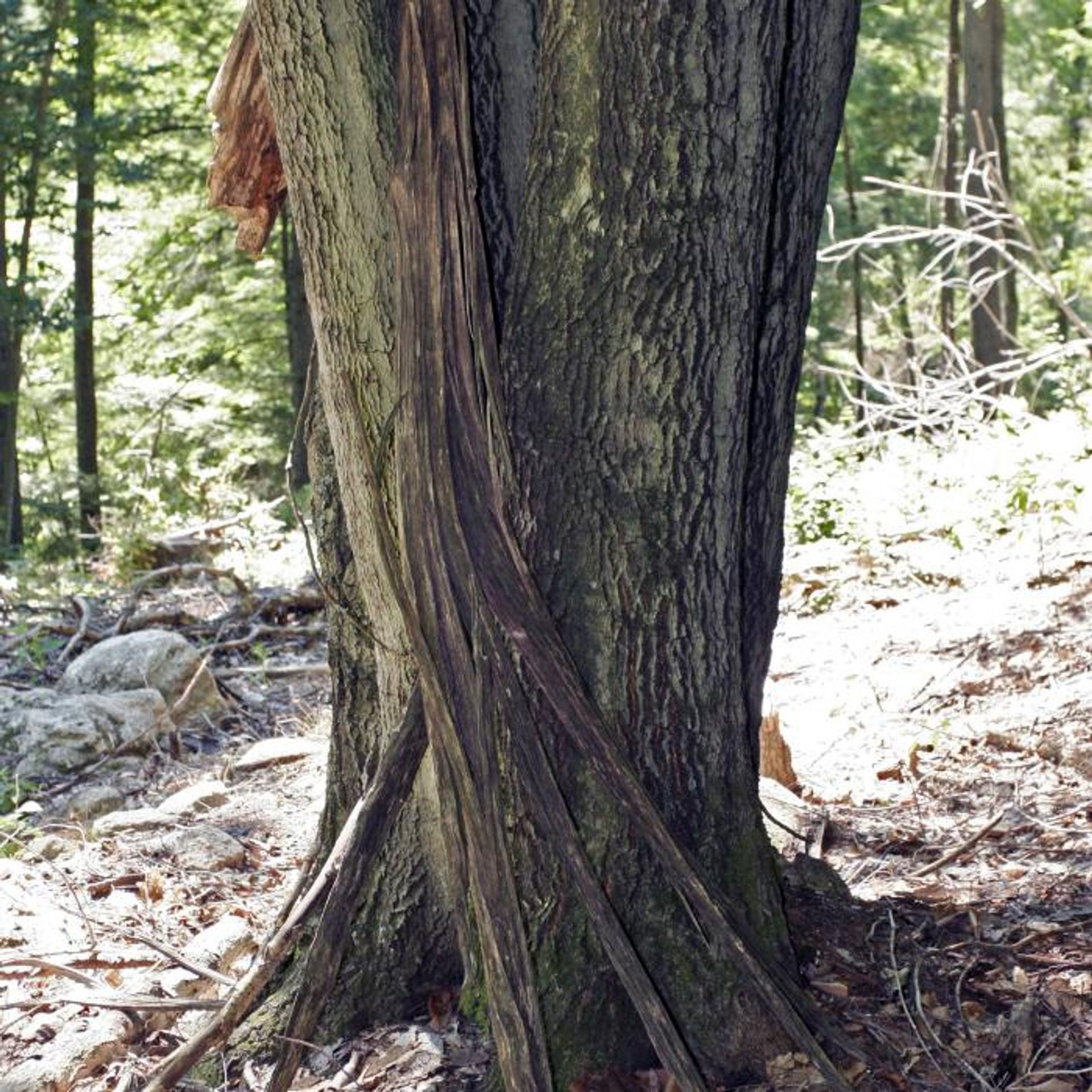 Twisted tree roots in the forest.