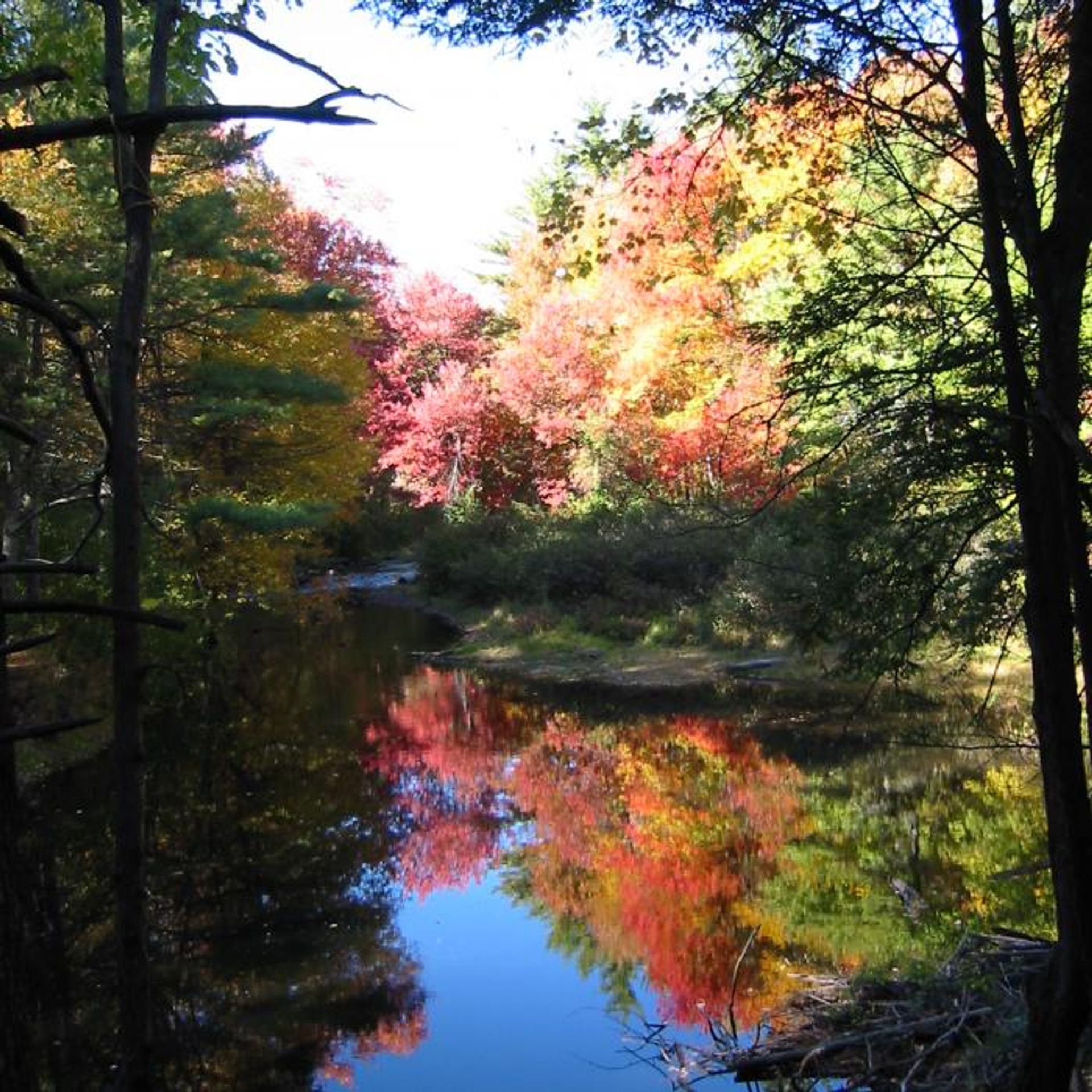 Red and yellow trees reflected in the water.