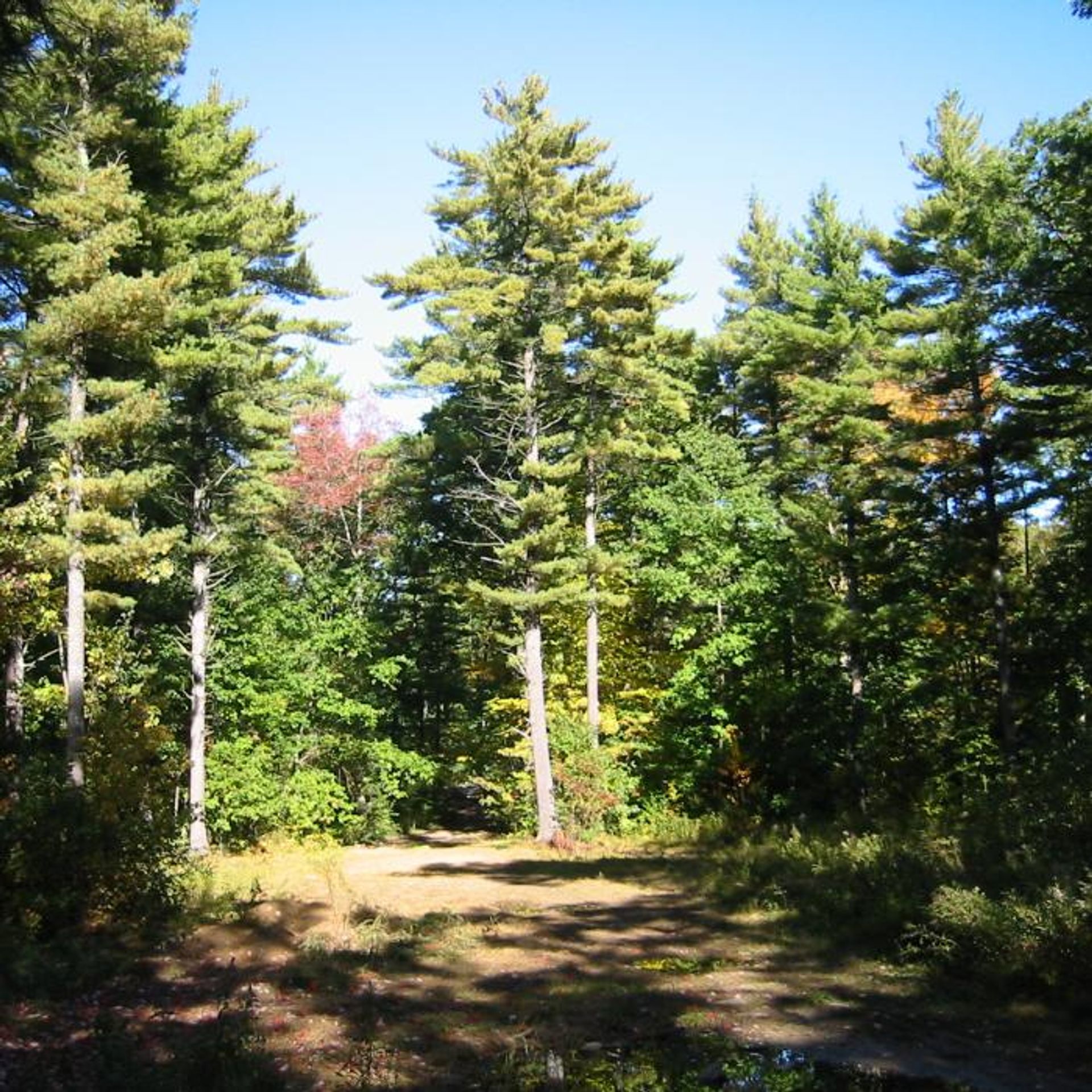 Trees tower above the forest with blue sky behind.