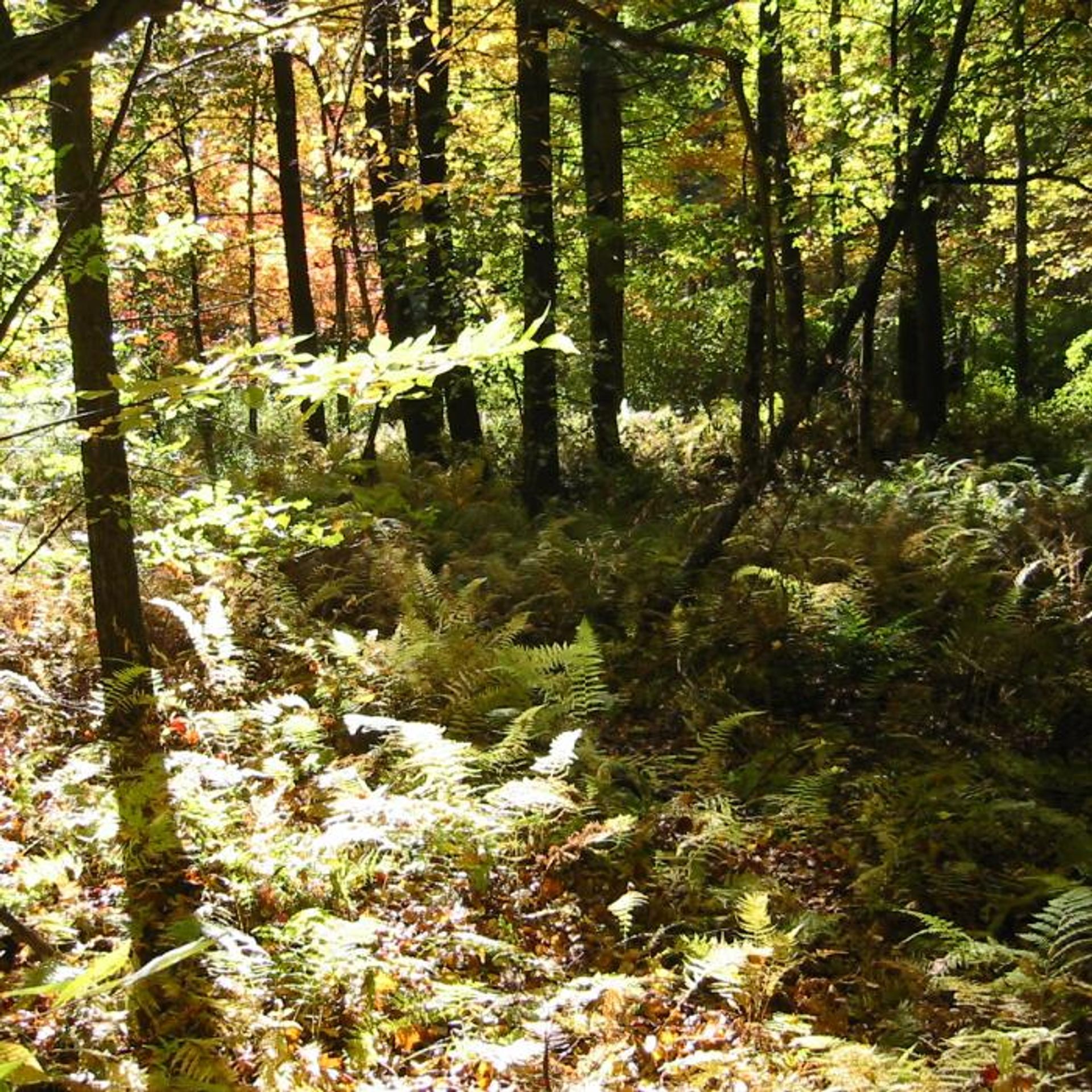 Ferns grow in the woods with sunlight streaming through the branches.