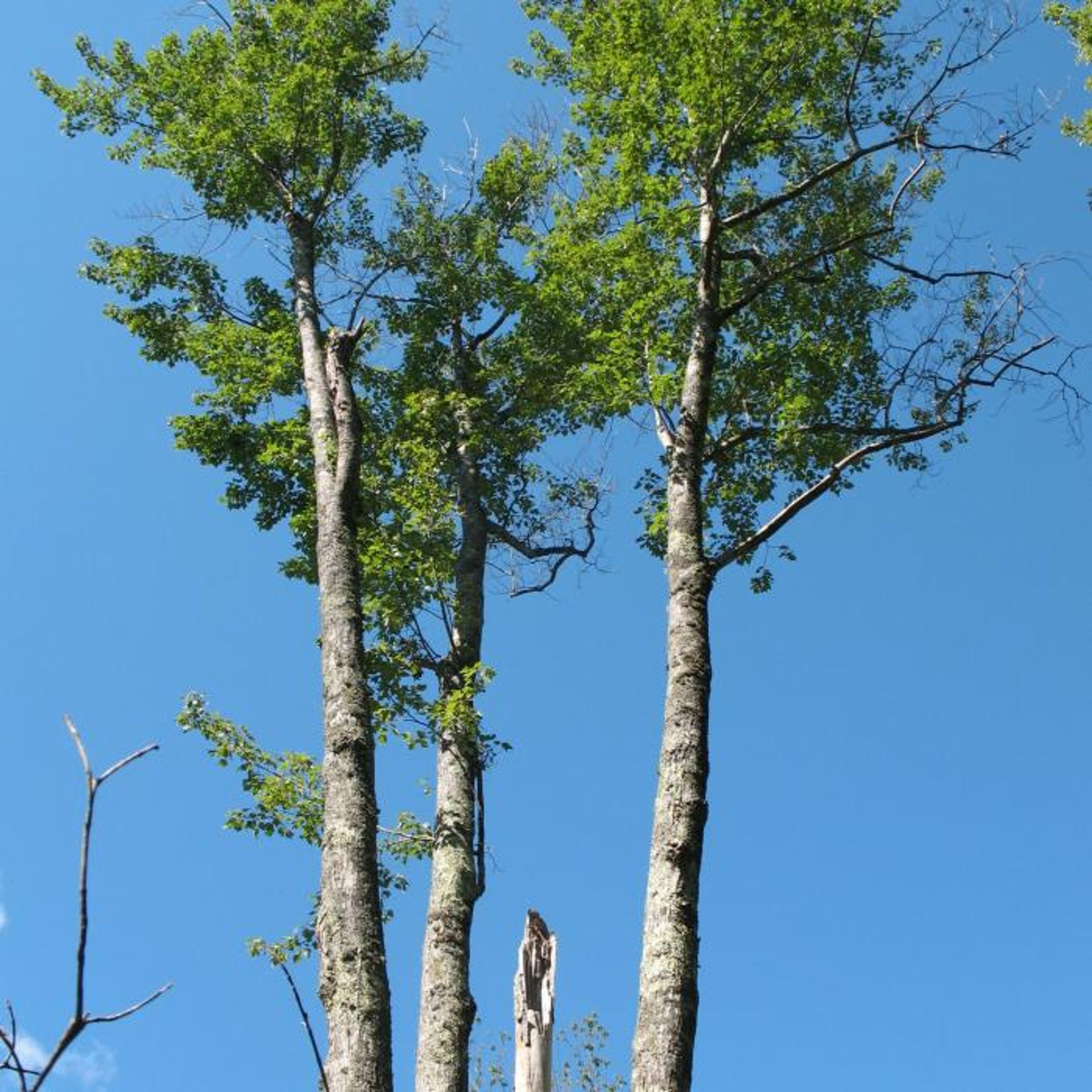 Trees tower above the forest with blue sky behind.