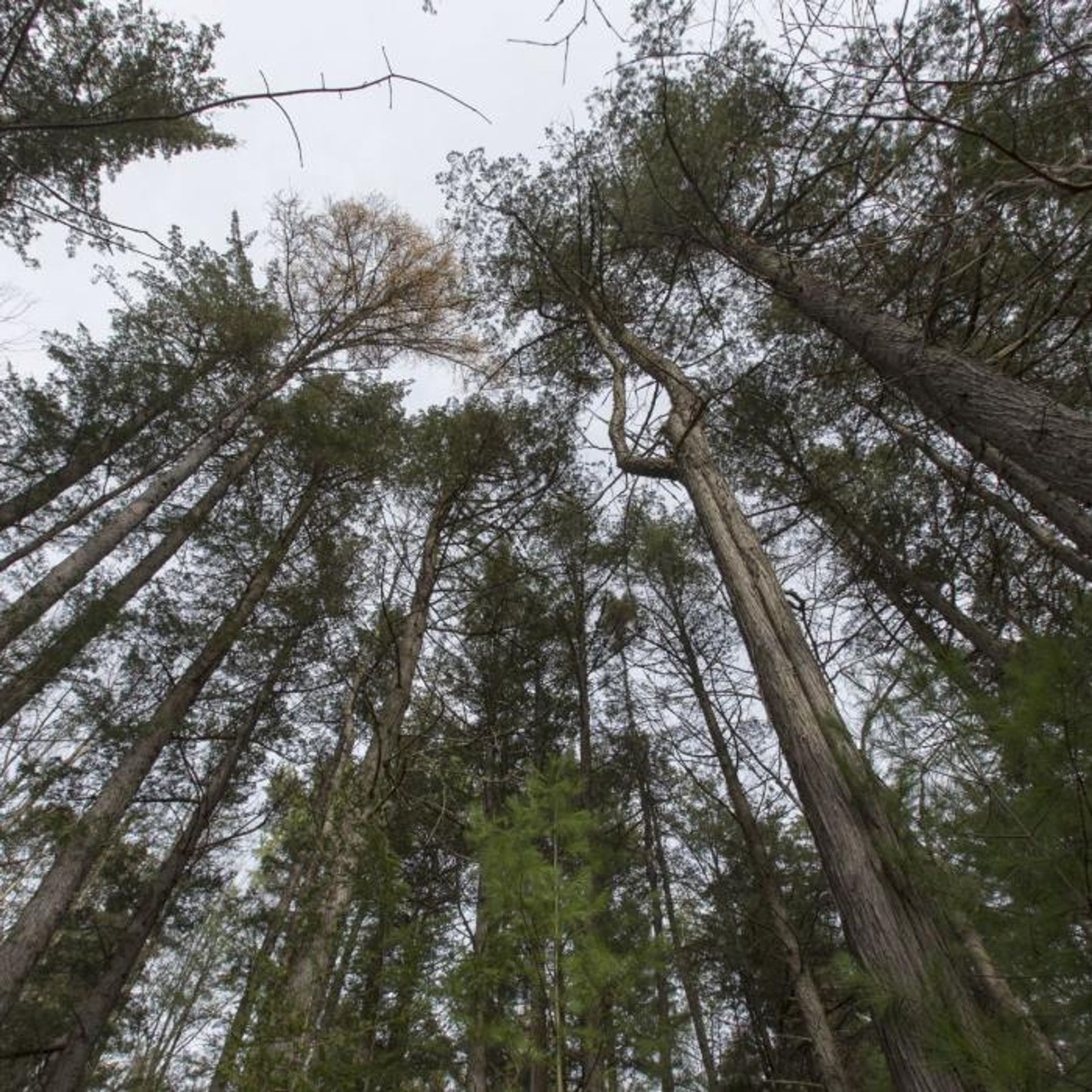 Cedar trees rise in the forest.