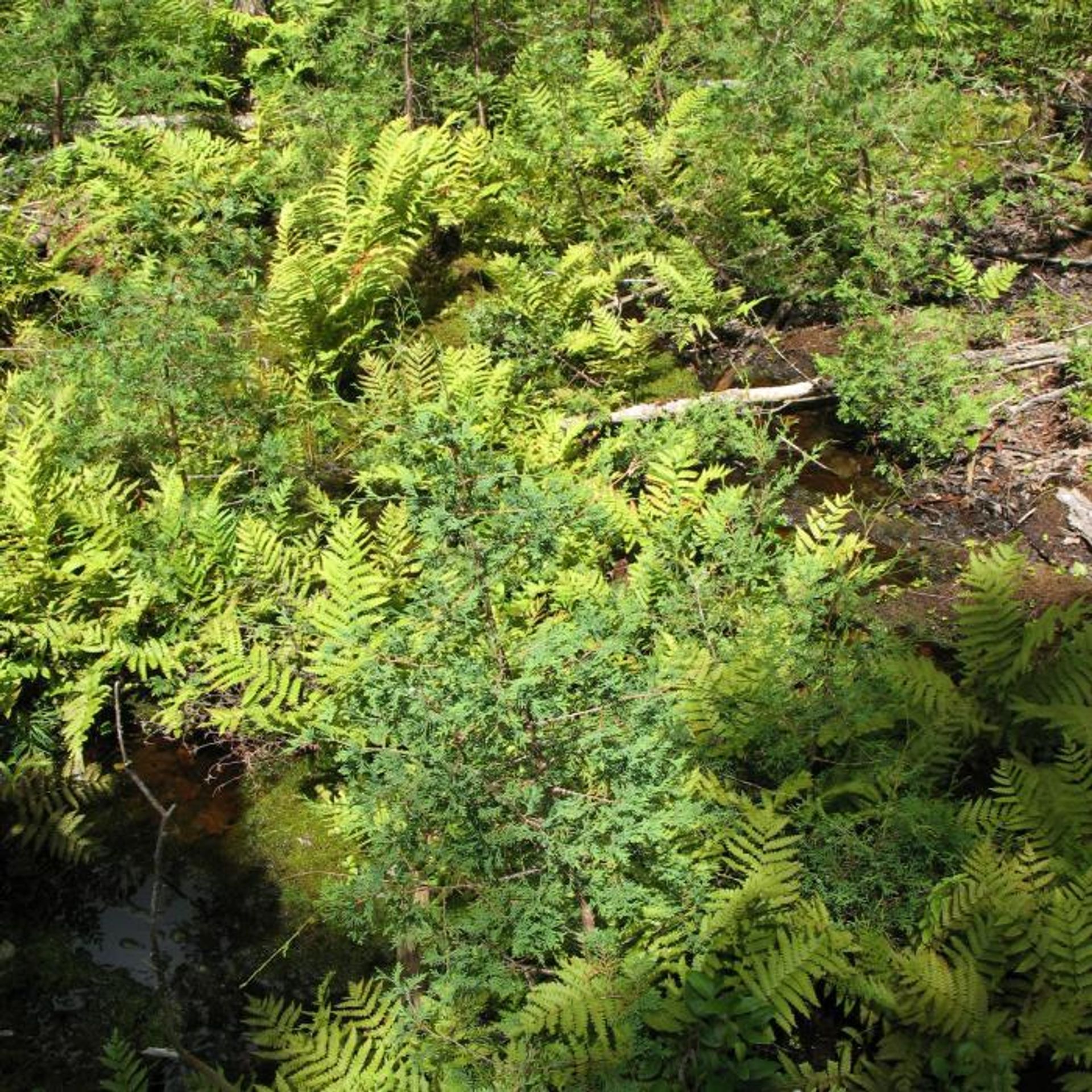 Ferns grow in the woods.