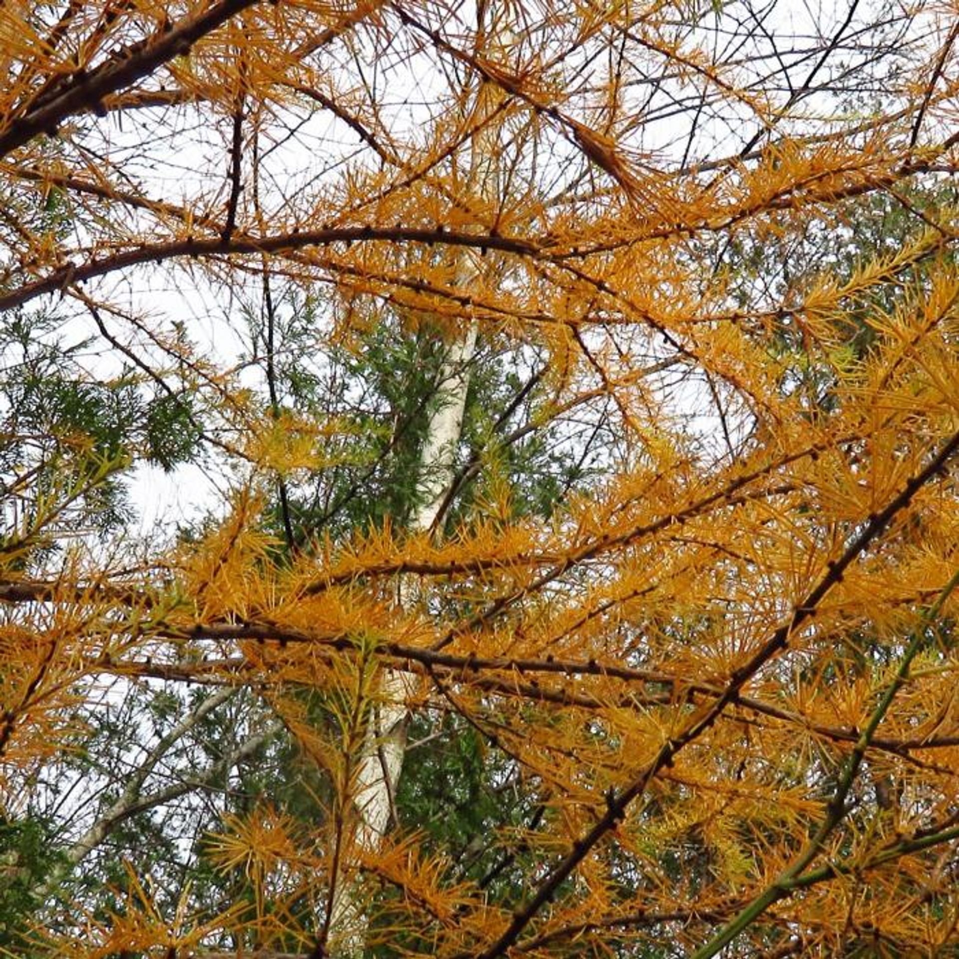 Orange branches at the forest.