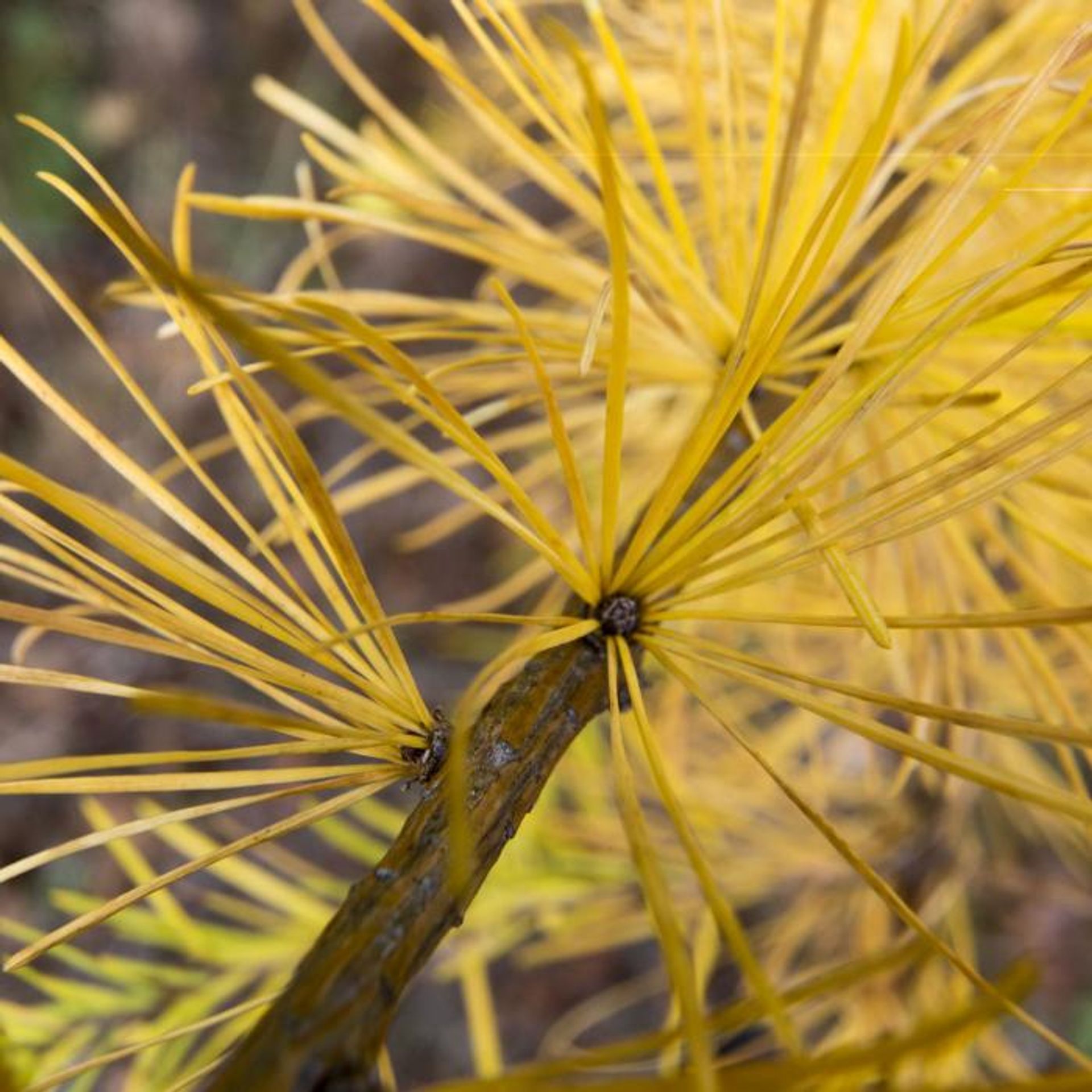 A closeup of a branch and needles.