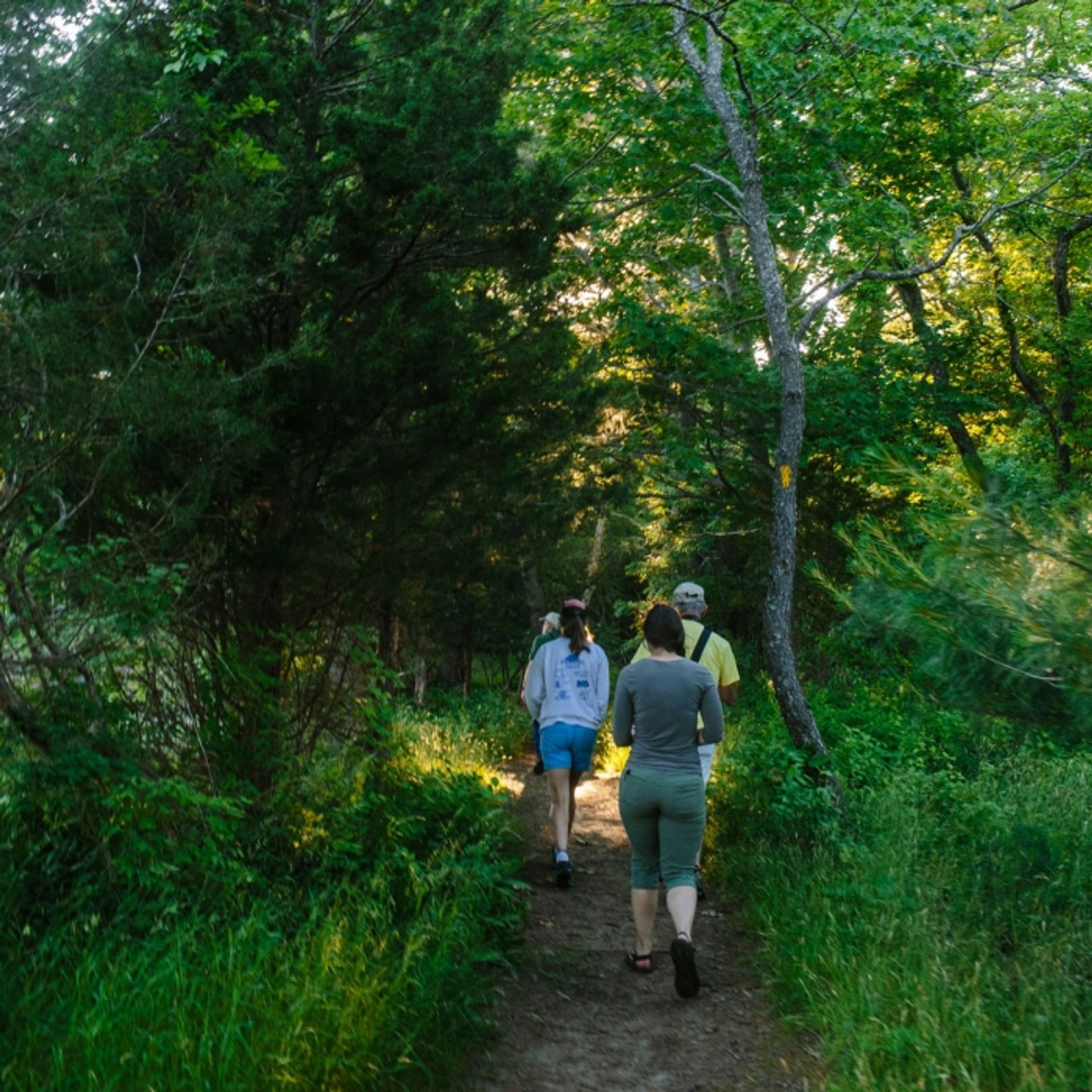 Walkers head down the Little Harbor Loop at Creek Farm, marked by a yellow blaze.