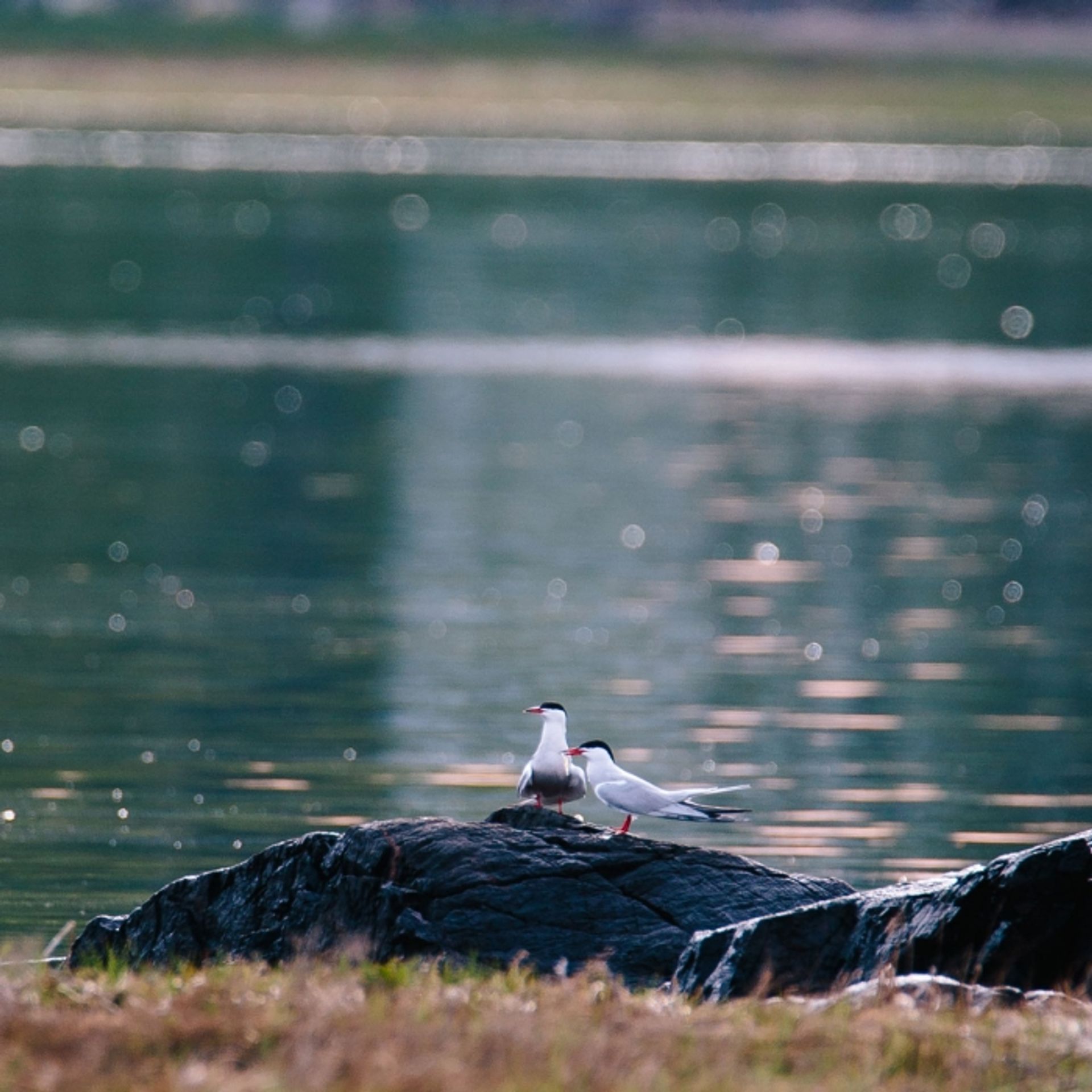 Two gulls perch on a rock near the water.