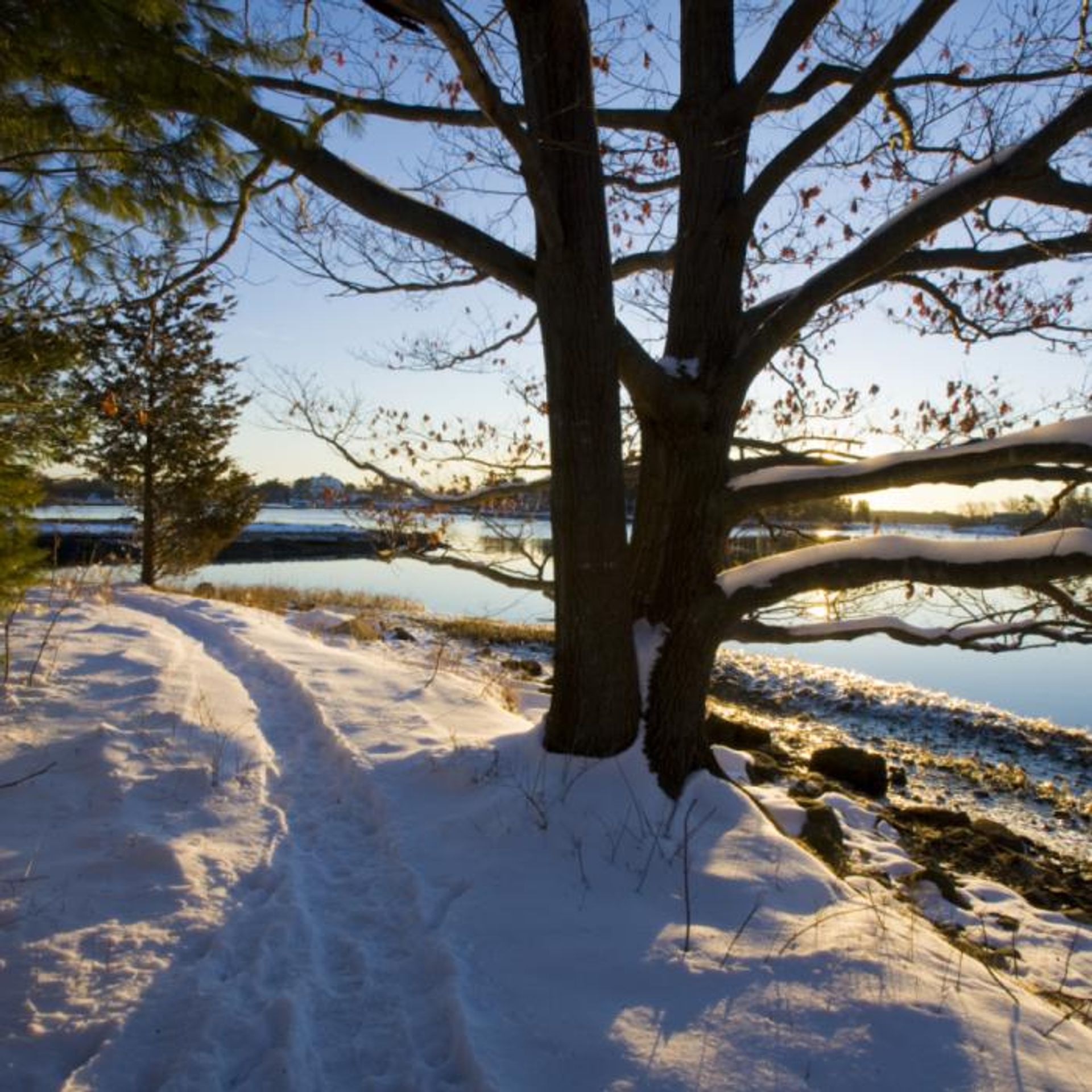 Tracks in the snow near the water at Creek Farm.