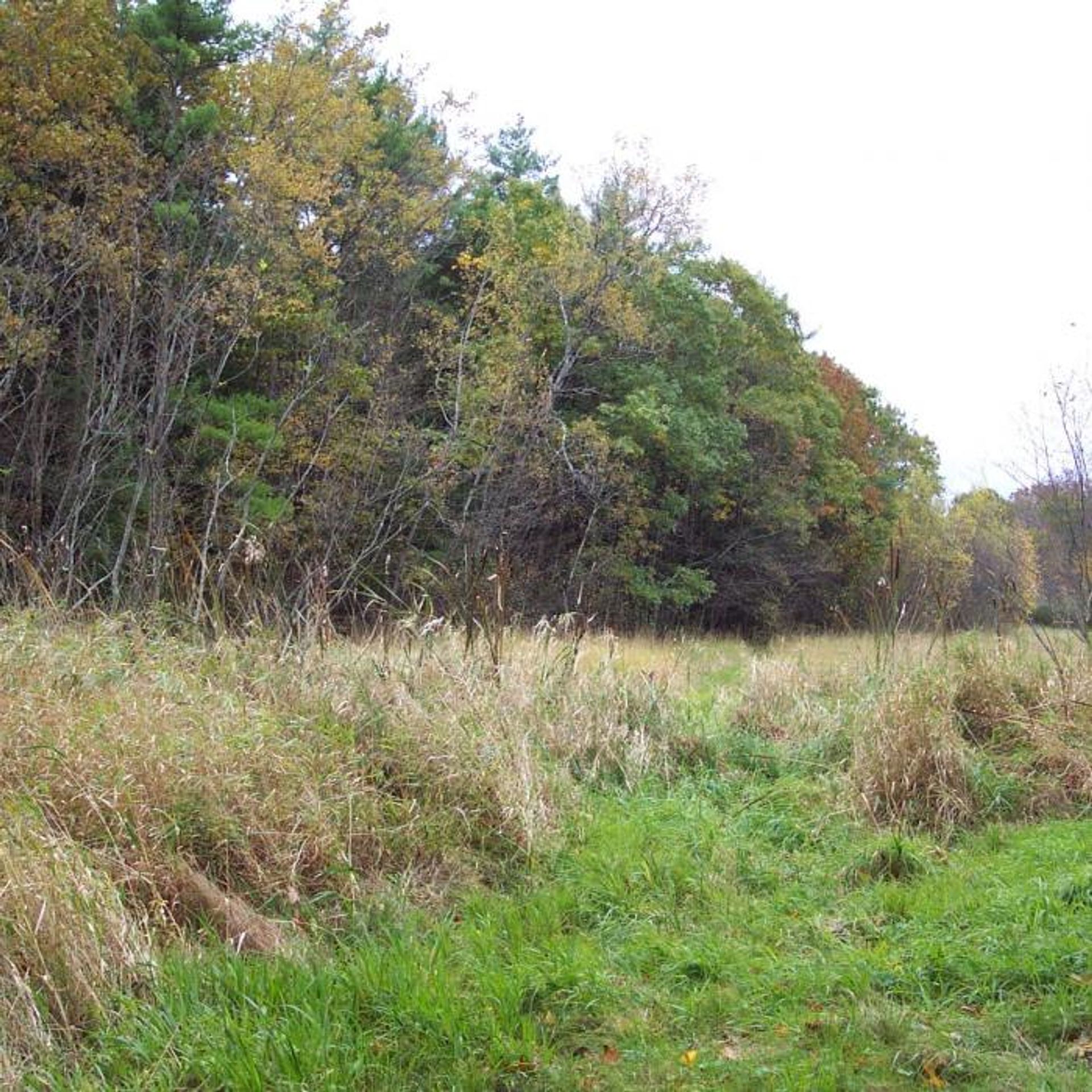 A green field surrounded by forest.