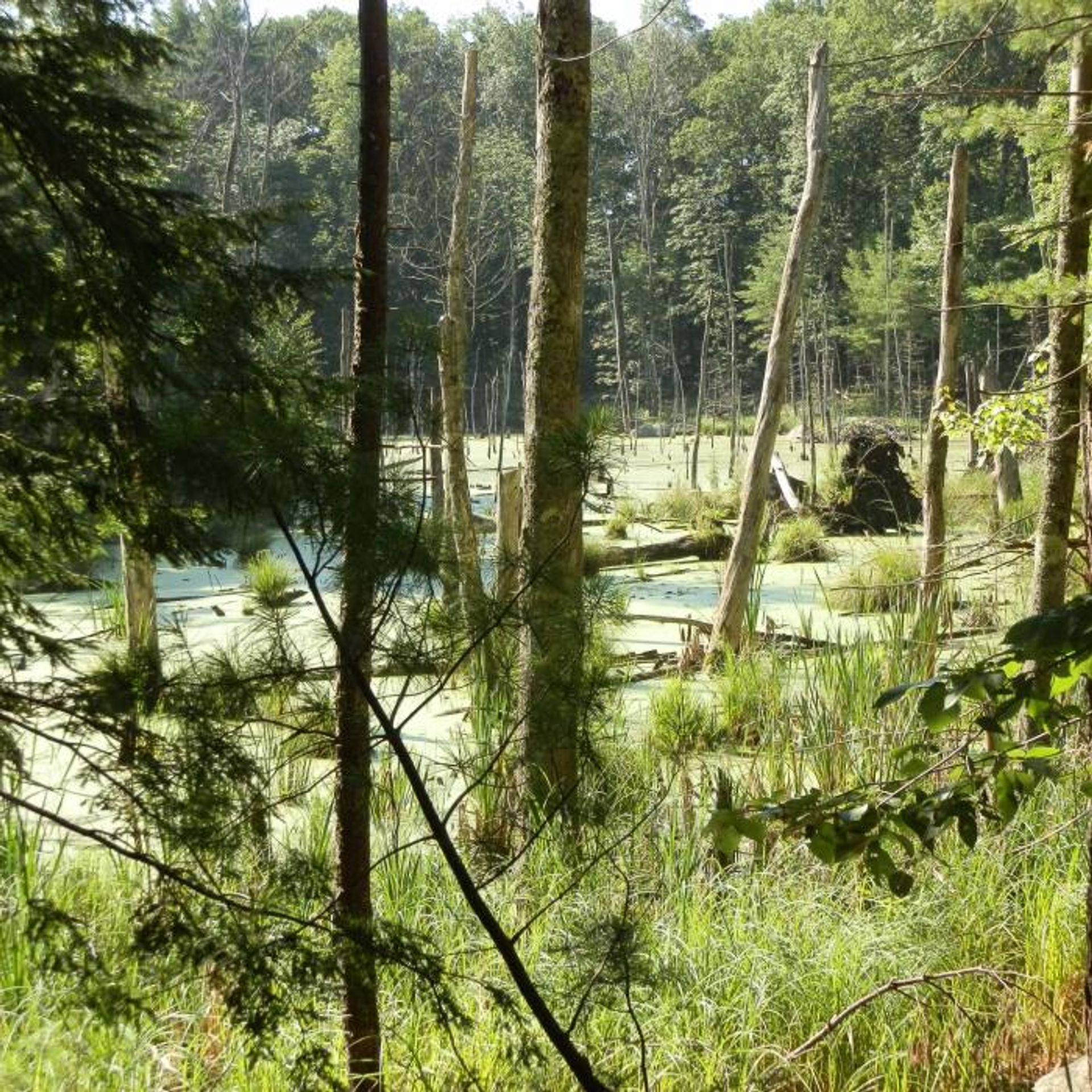 A view of beaver ponds from the forest.