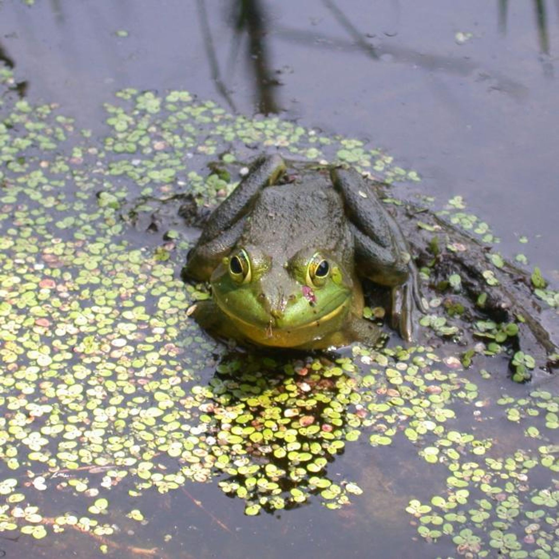 A green amphibian in a pond.