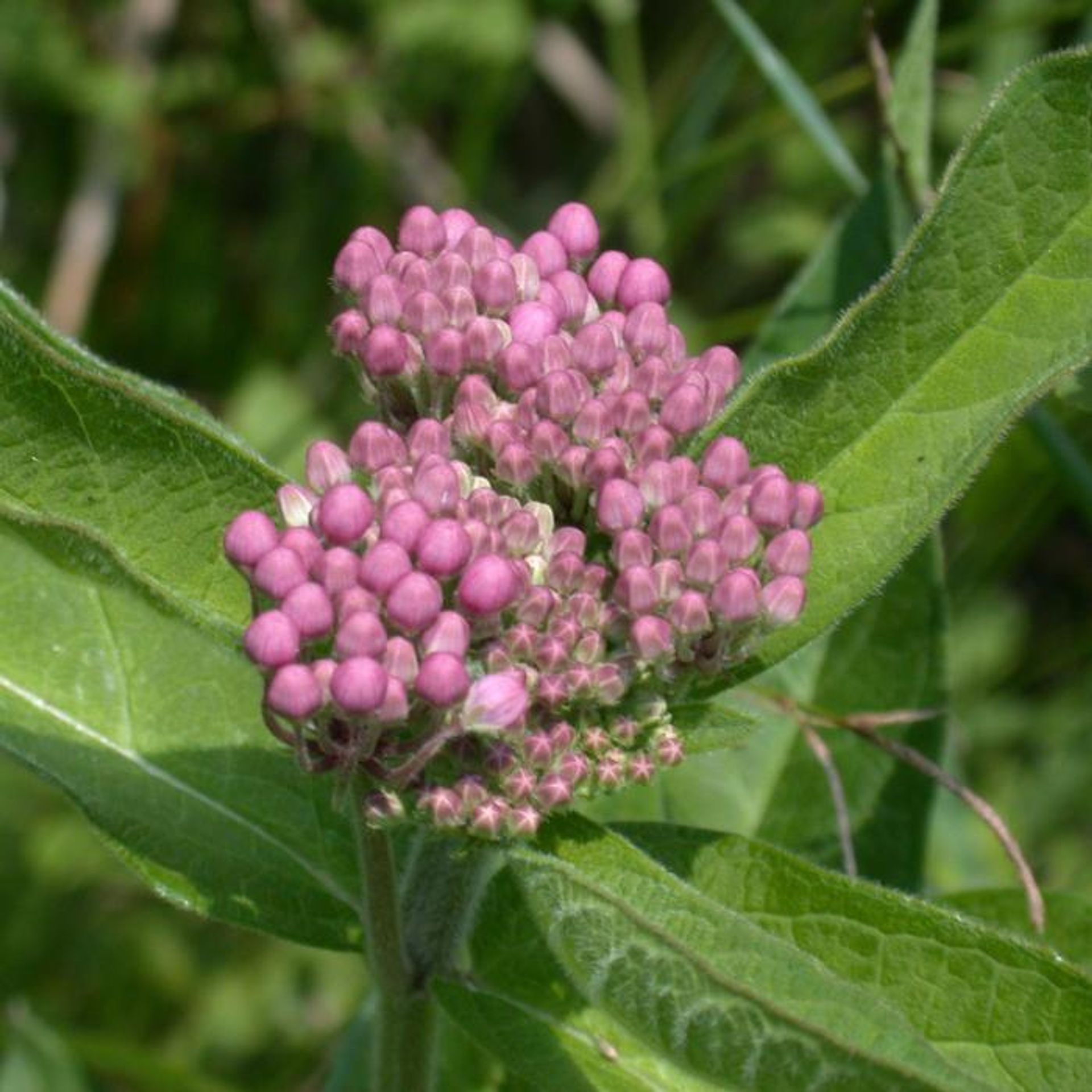 A pink wildflower blooms with green leaves.