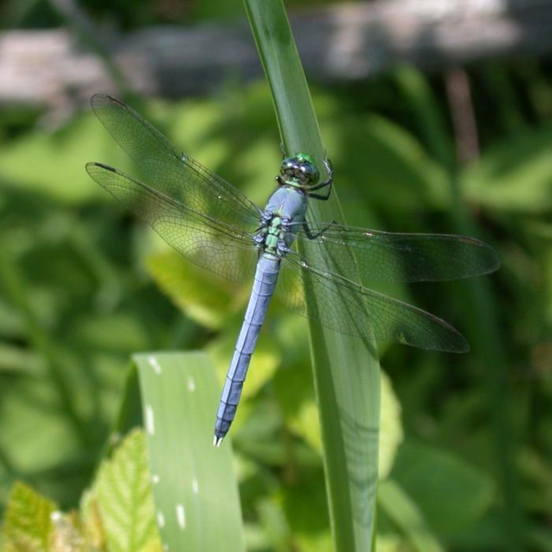 A damsel fly perches on a green leaf.