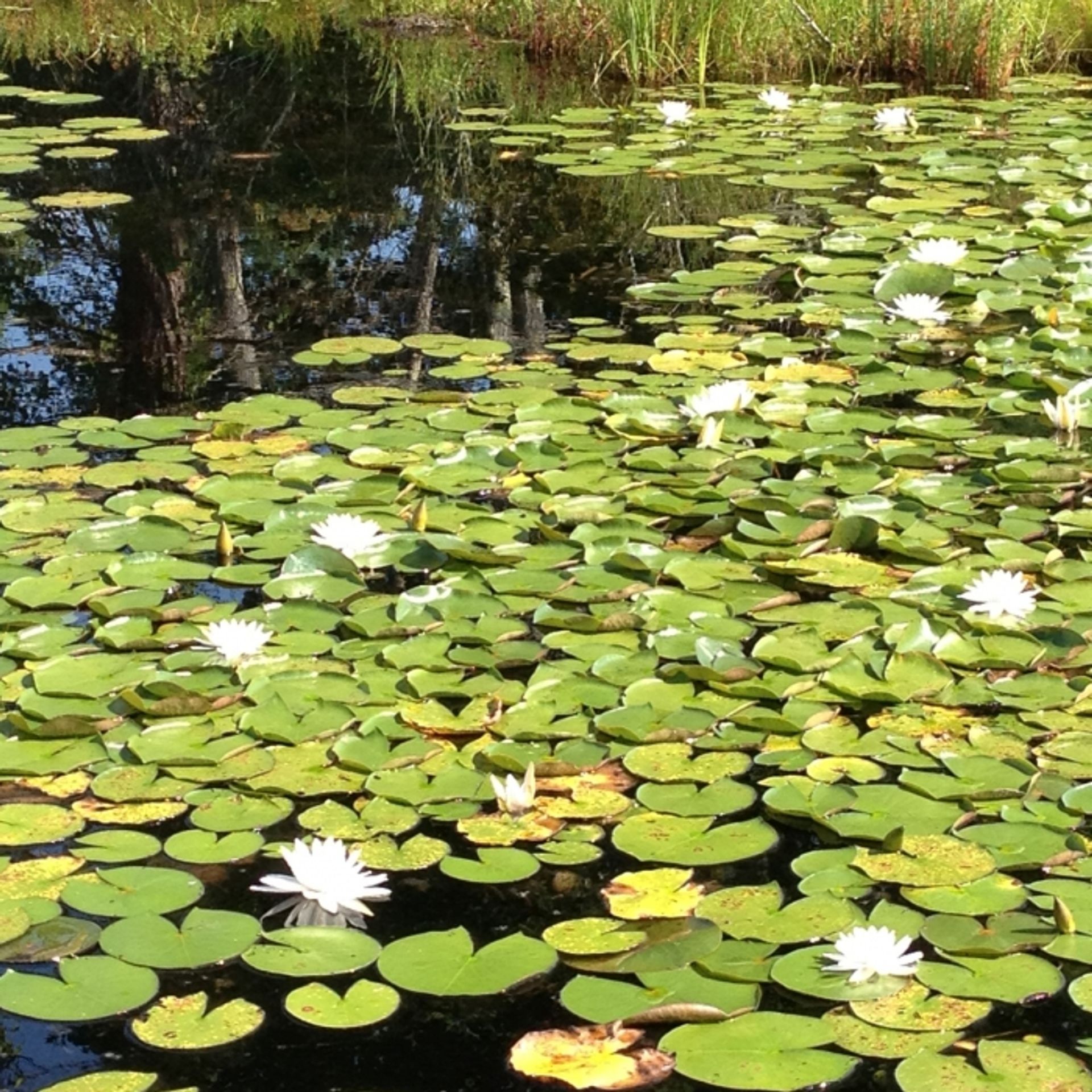 Lilies across a pond are flowering.