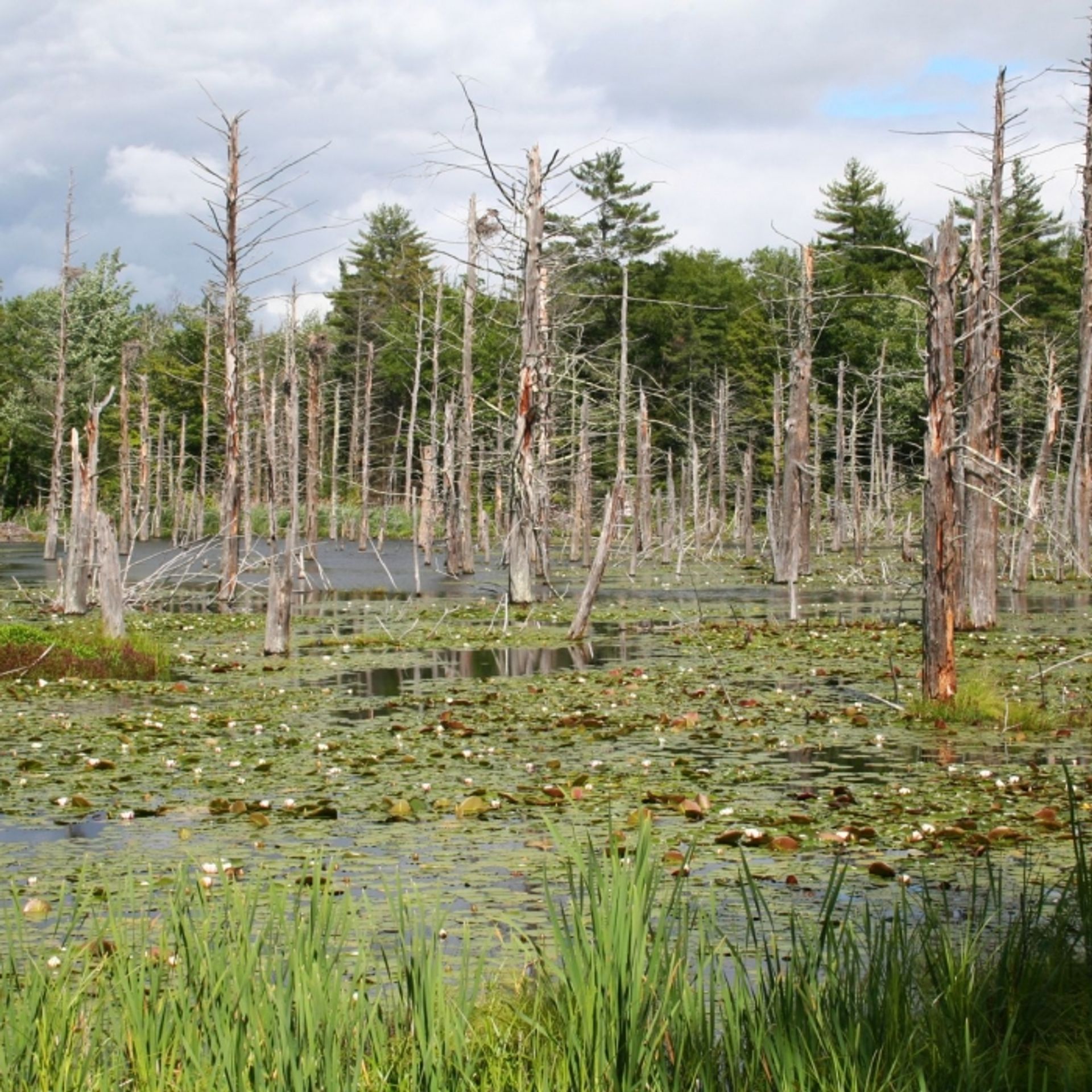 A beaver pond covered in lilies and with snags across it.