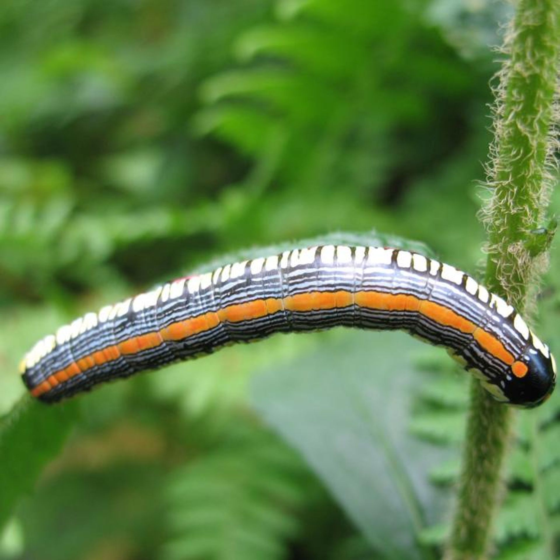 A caterpillar climbs a leaf at Gap Mountain Reservation.