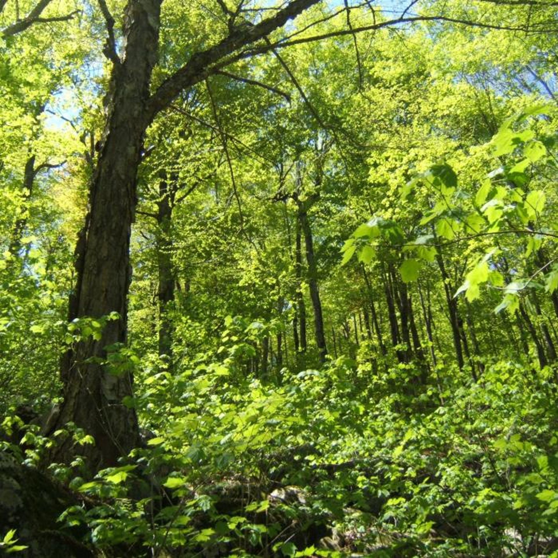 A green forest.