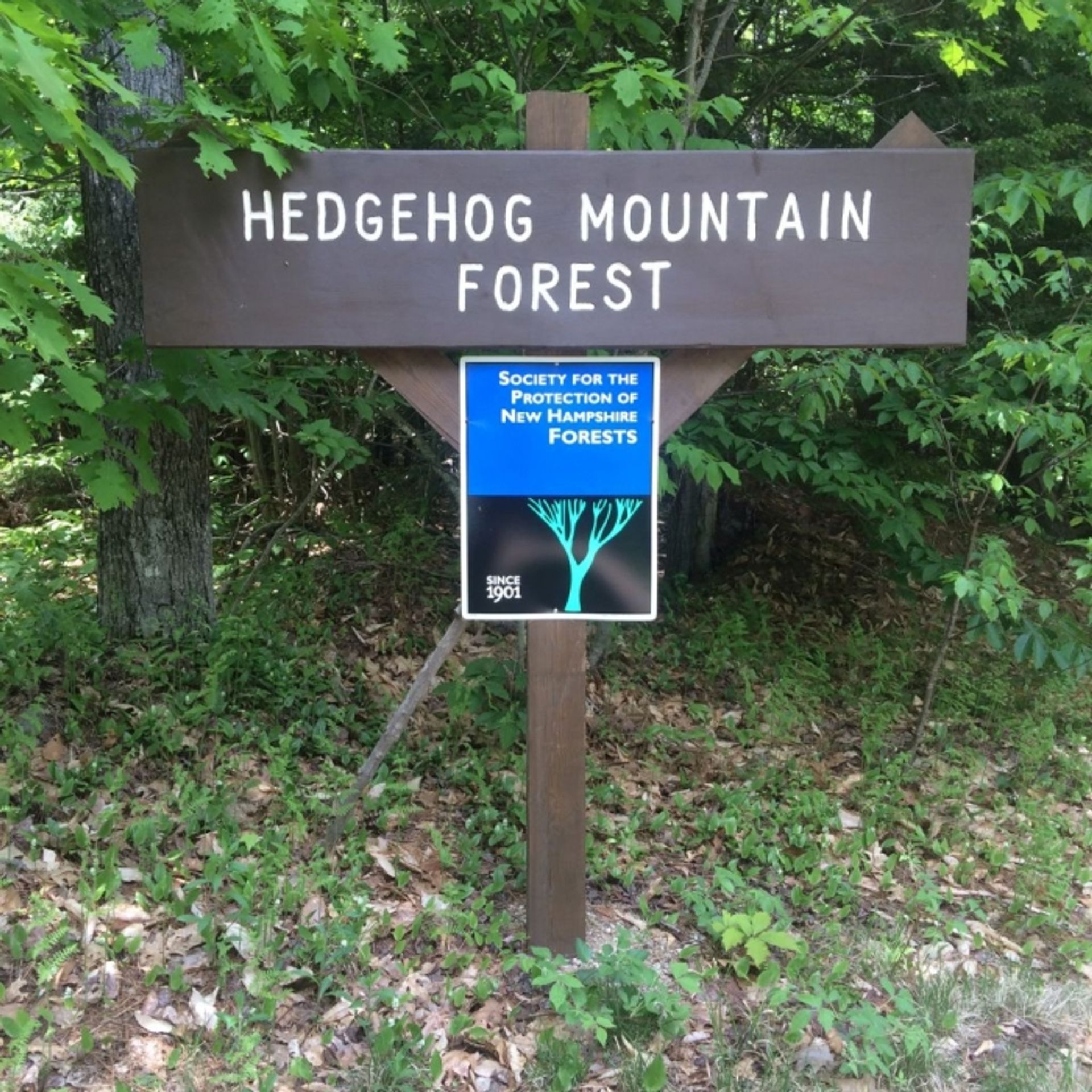 A property sign for Hedgehog Forest, conserved and managed by the Forest Society.