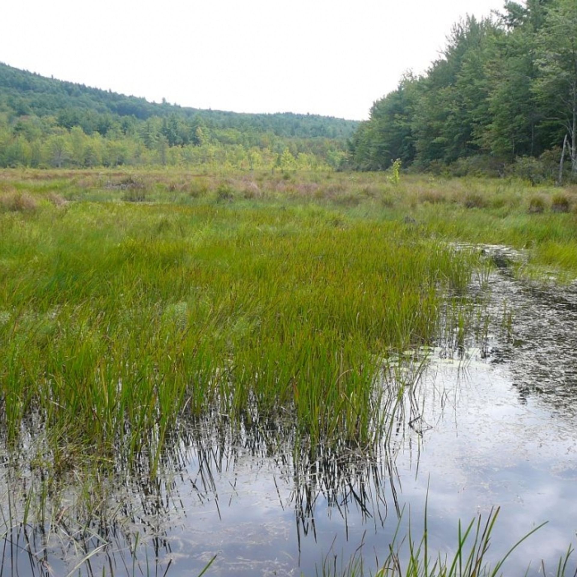 A pond reflects a blue sky near a green hill.