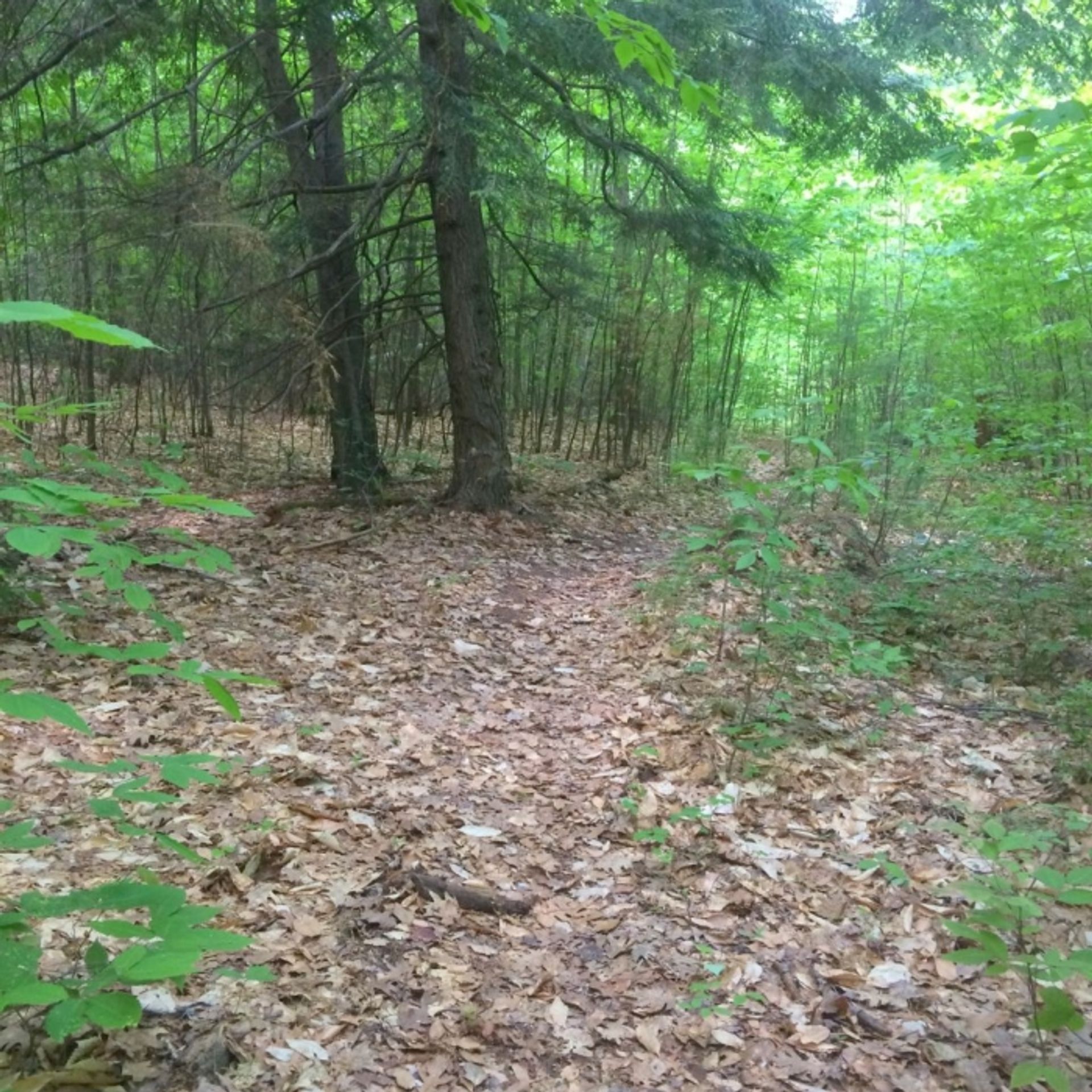 A trail through the woods.