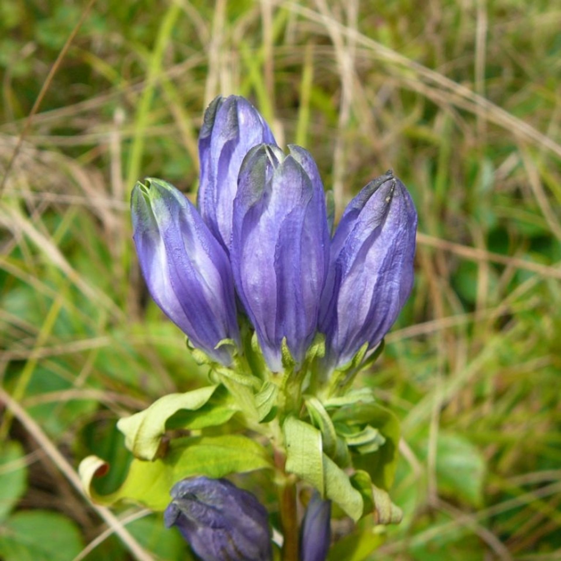 Purple wildflowers bloom at Hedgehog Mountain Forest.