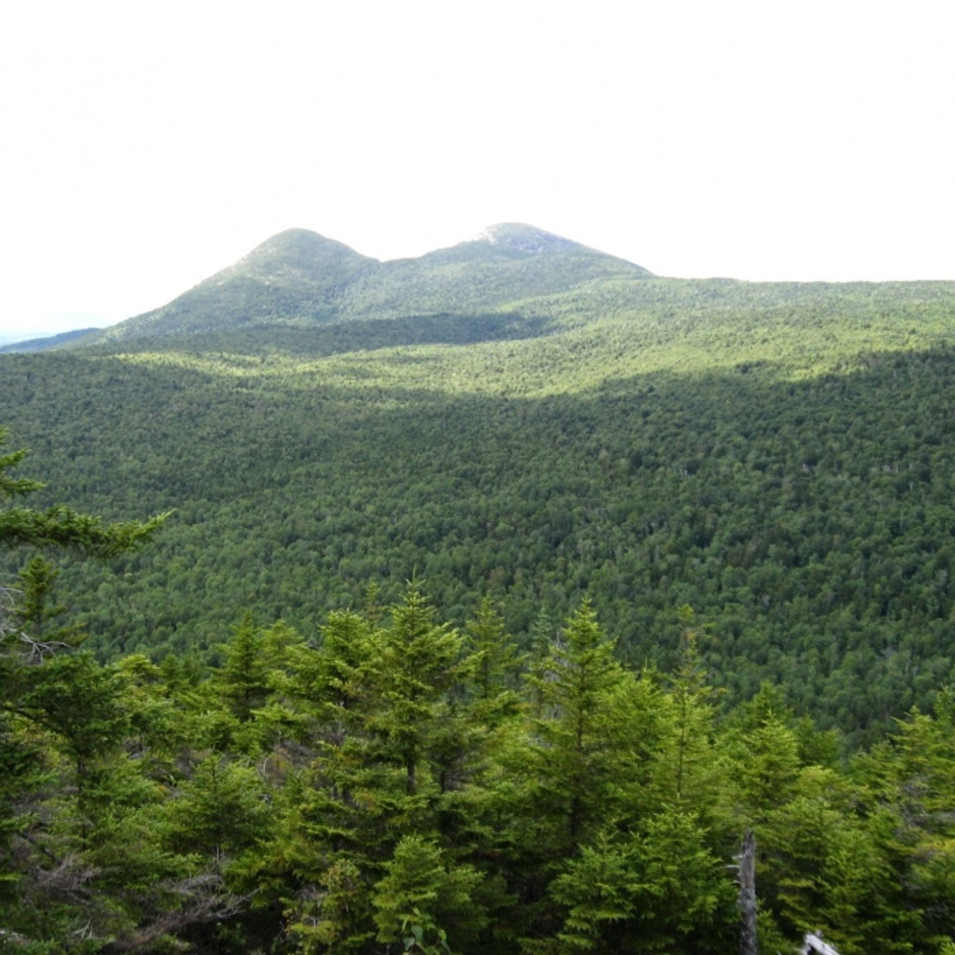 A view of a mountain above green forest.