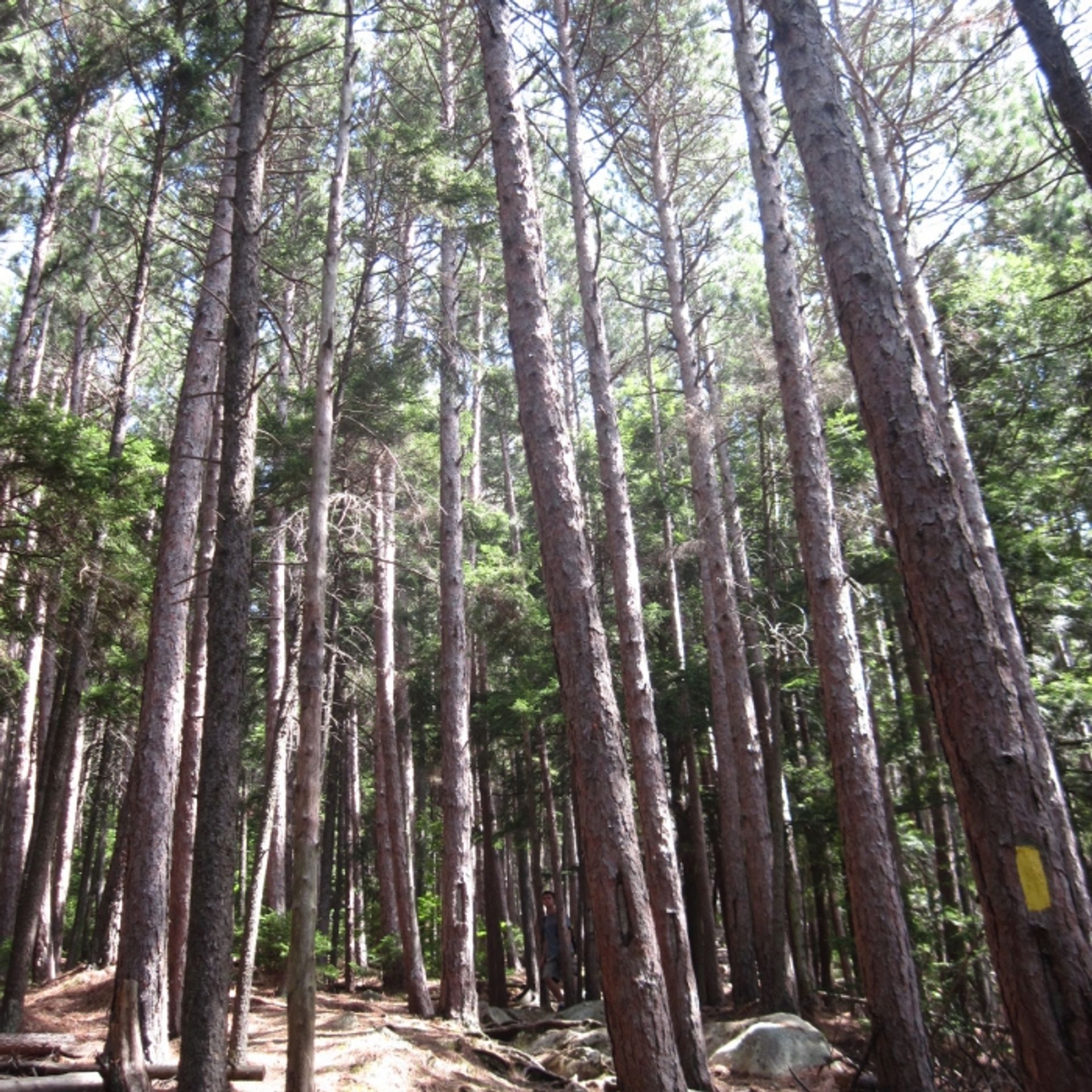 A view upward in the forest near a yellow blaze.