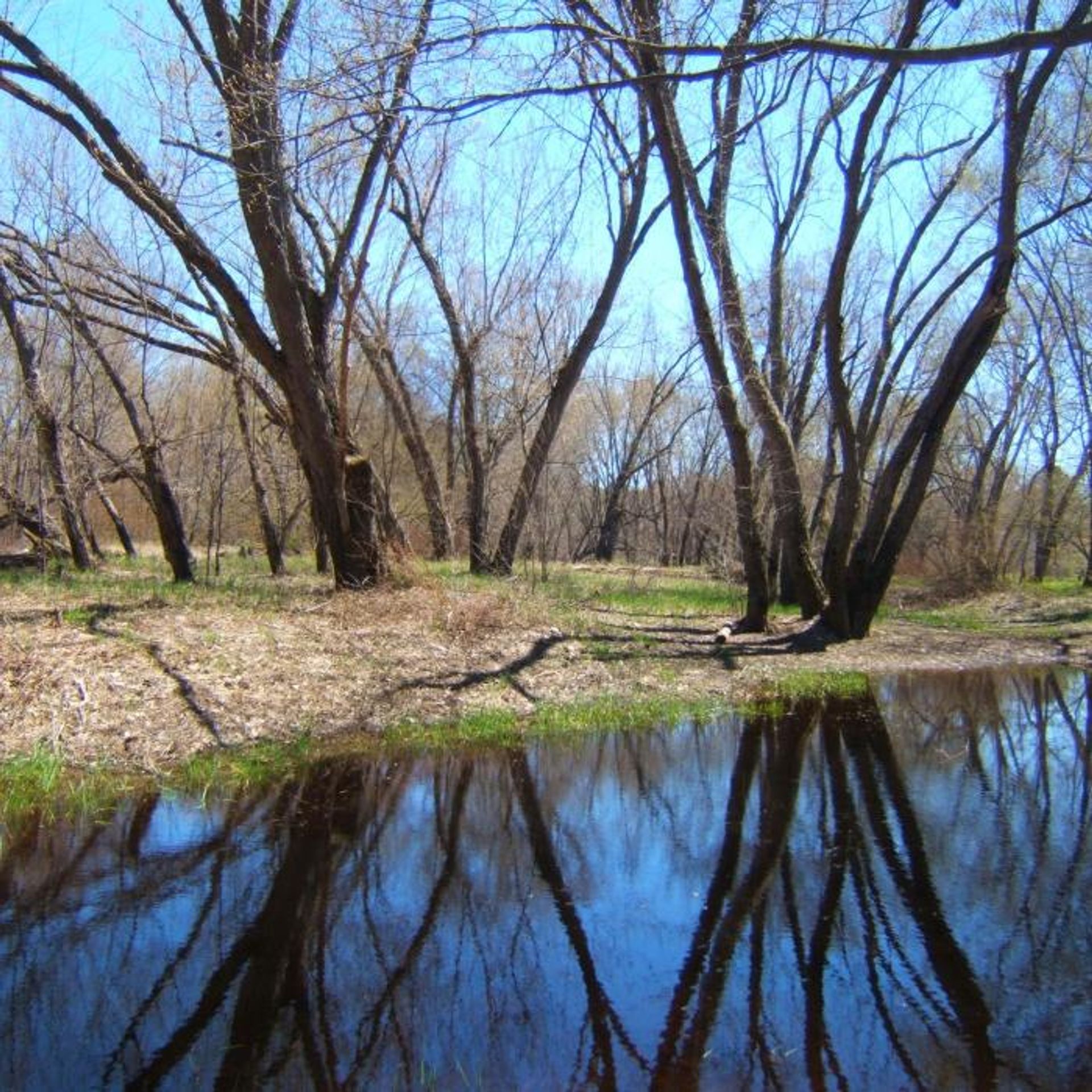 Tree branches are reflected in the water on a summer day.