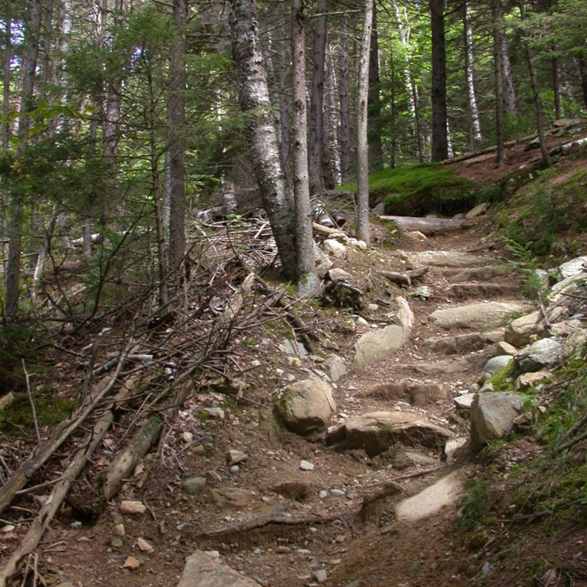 A rocky trail at Kingsbury Timber leads uphill.