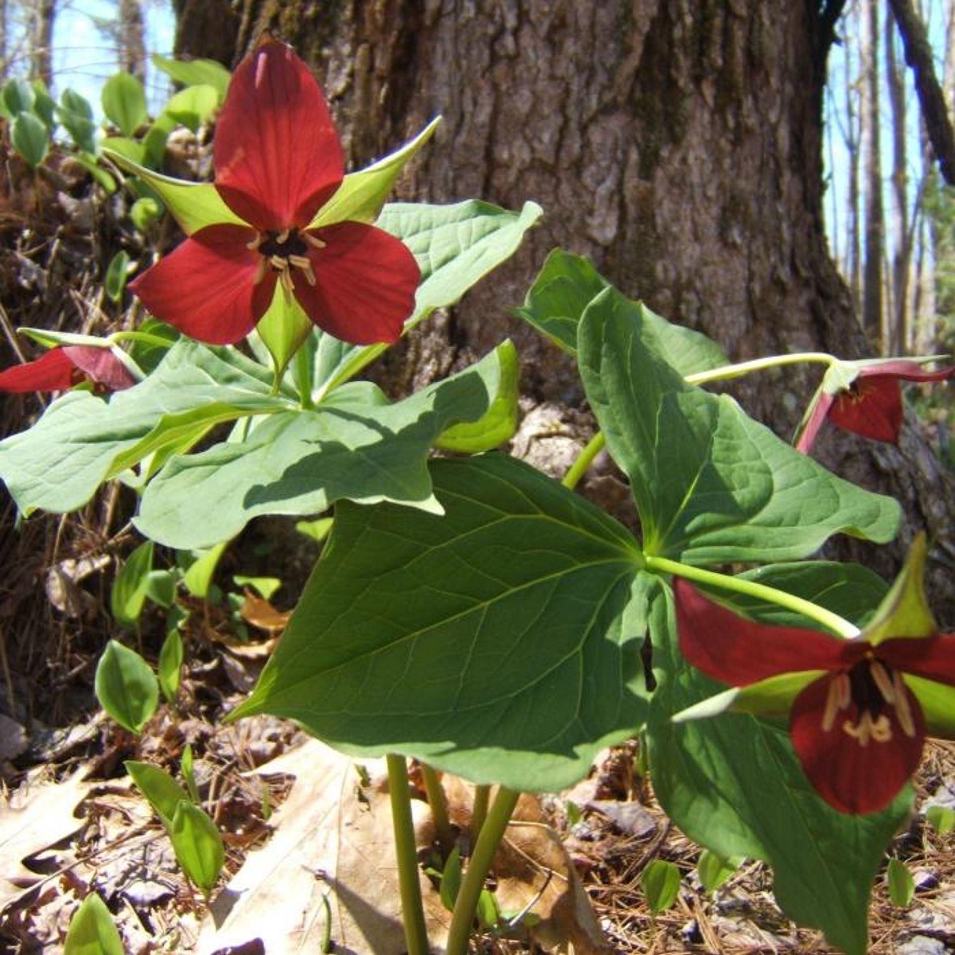 Wildflowers are in abundance at McCabe Forest in the spring.