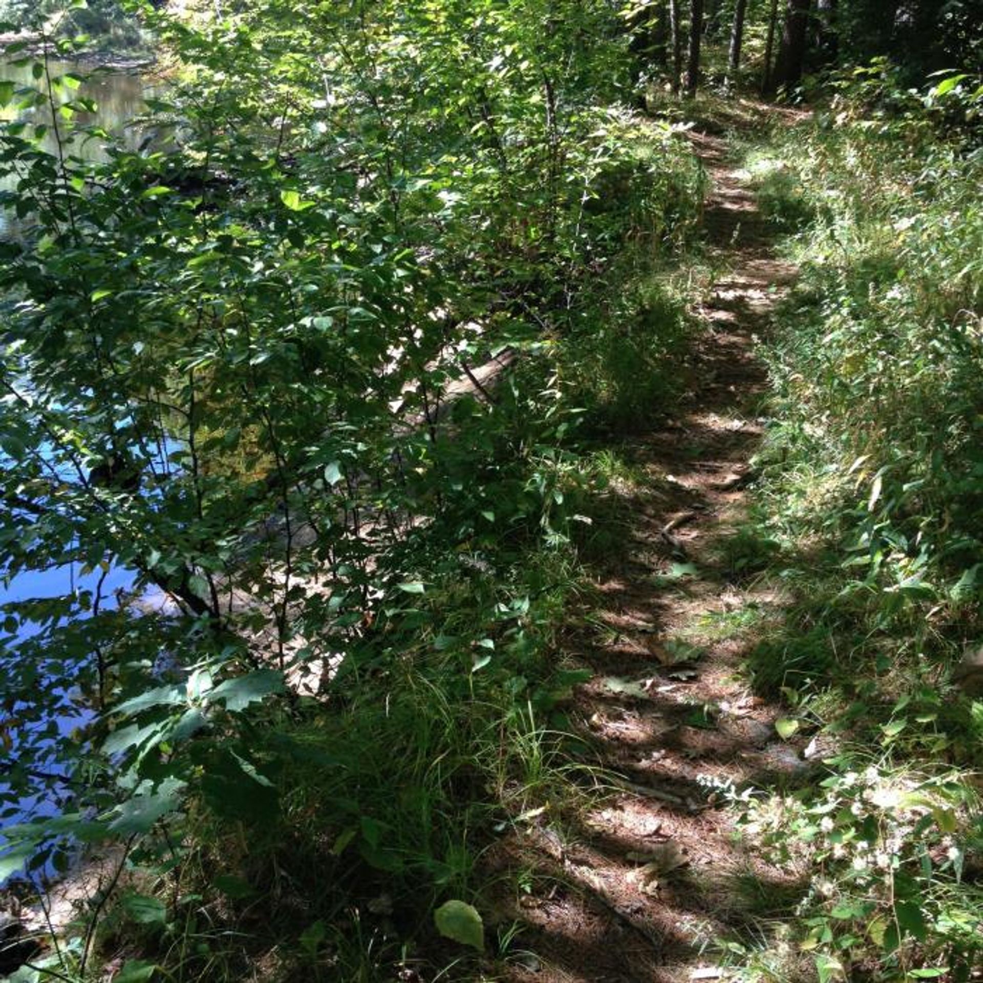 A trail at McCabe Forest along the water.