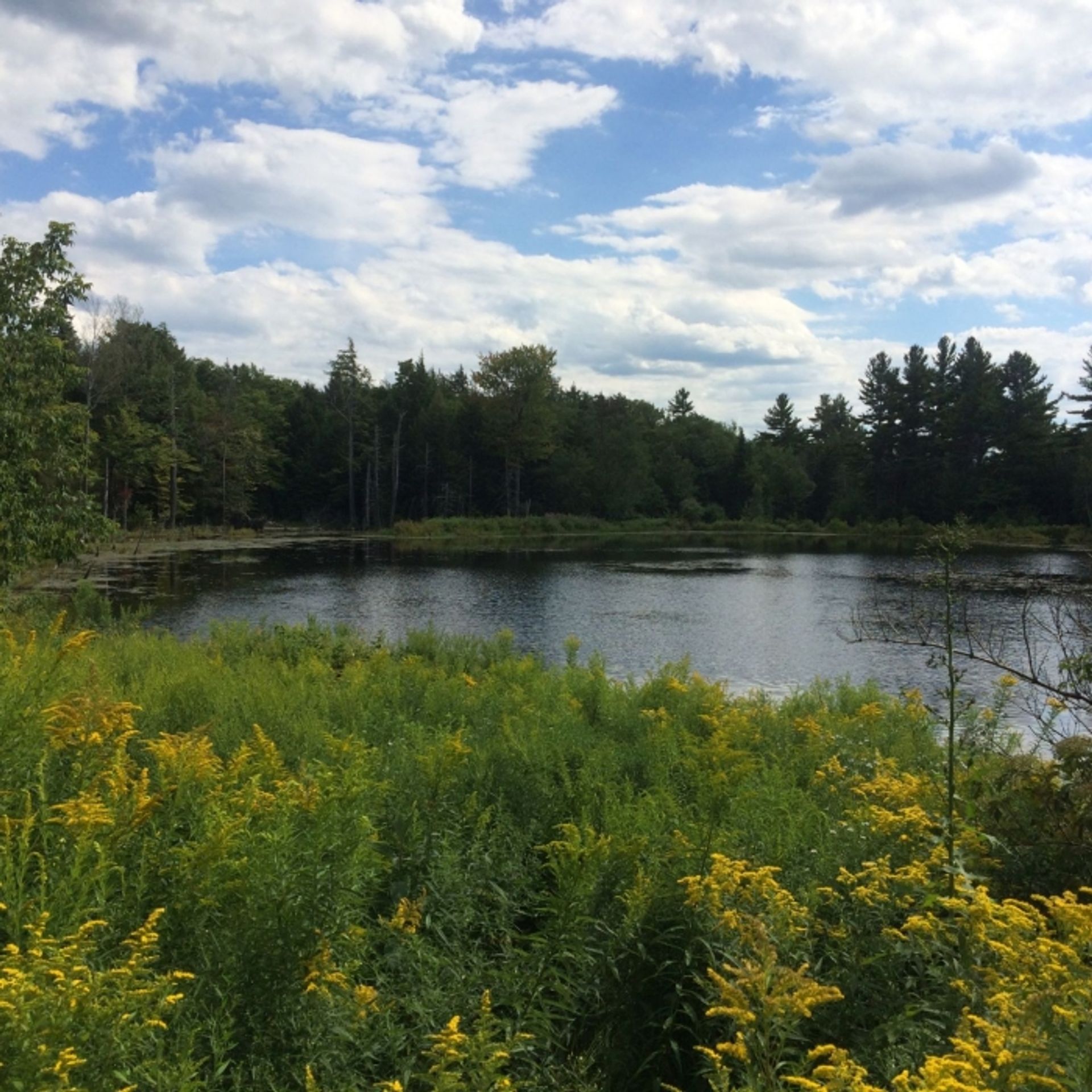 A summer day at Langenau Forest overlooking the beaver pond.