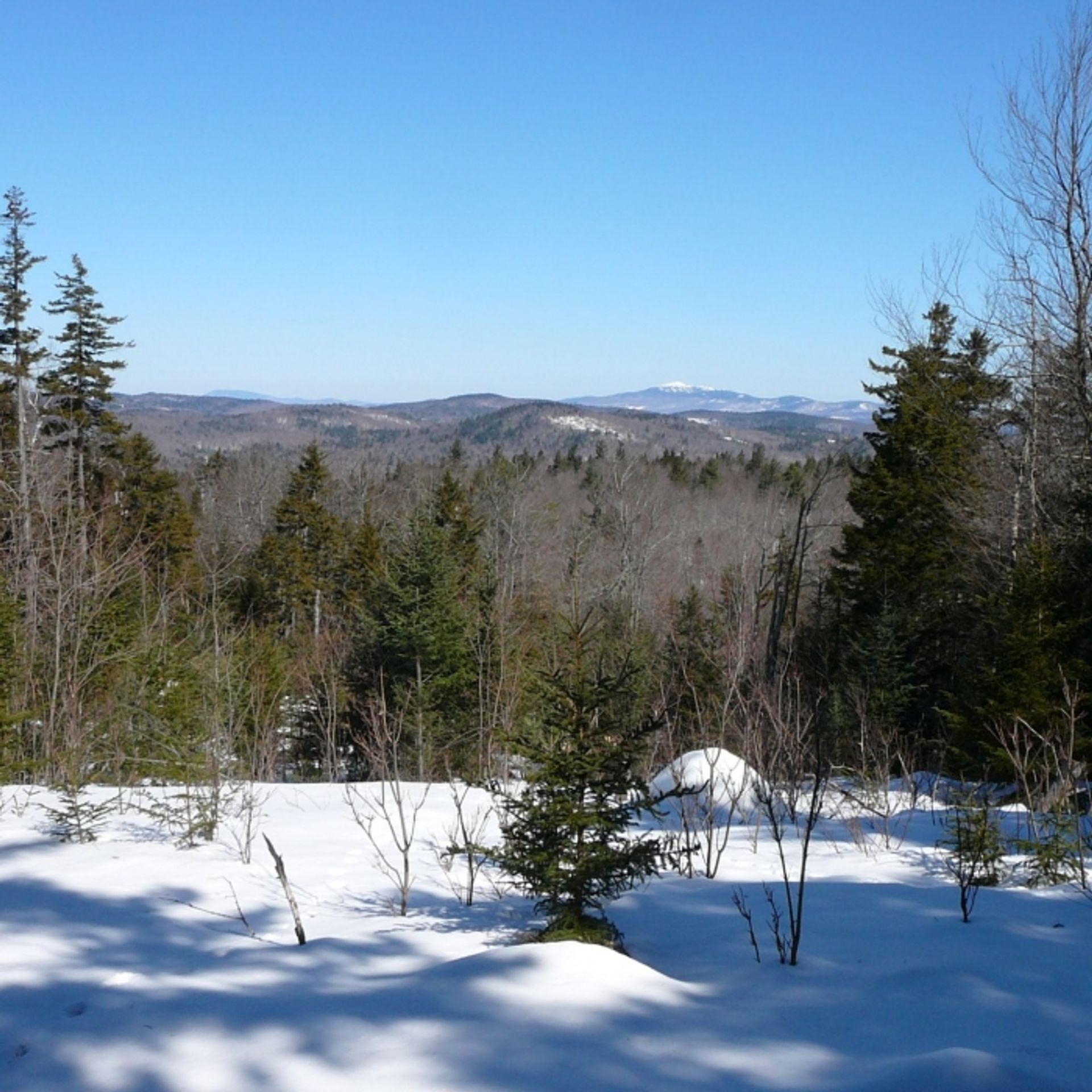 Snow covered mountains can be seen in the distance at Langenau Forest.