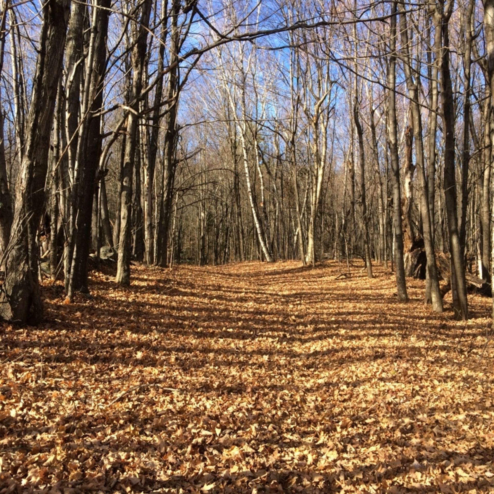 Fallen leaves cover a trail at Langenau Forest.