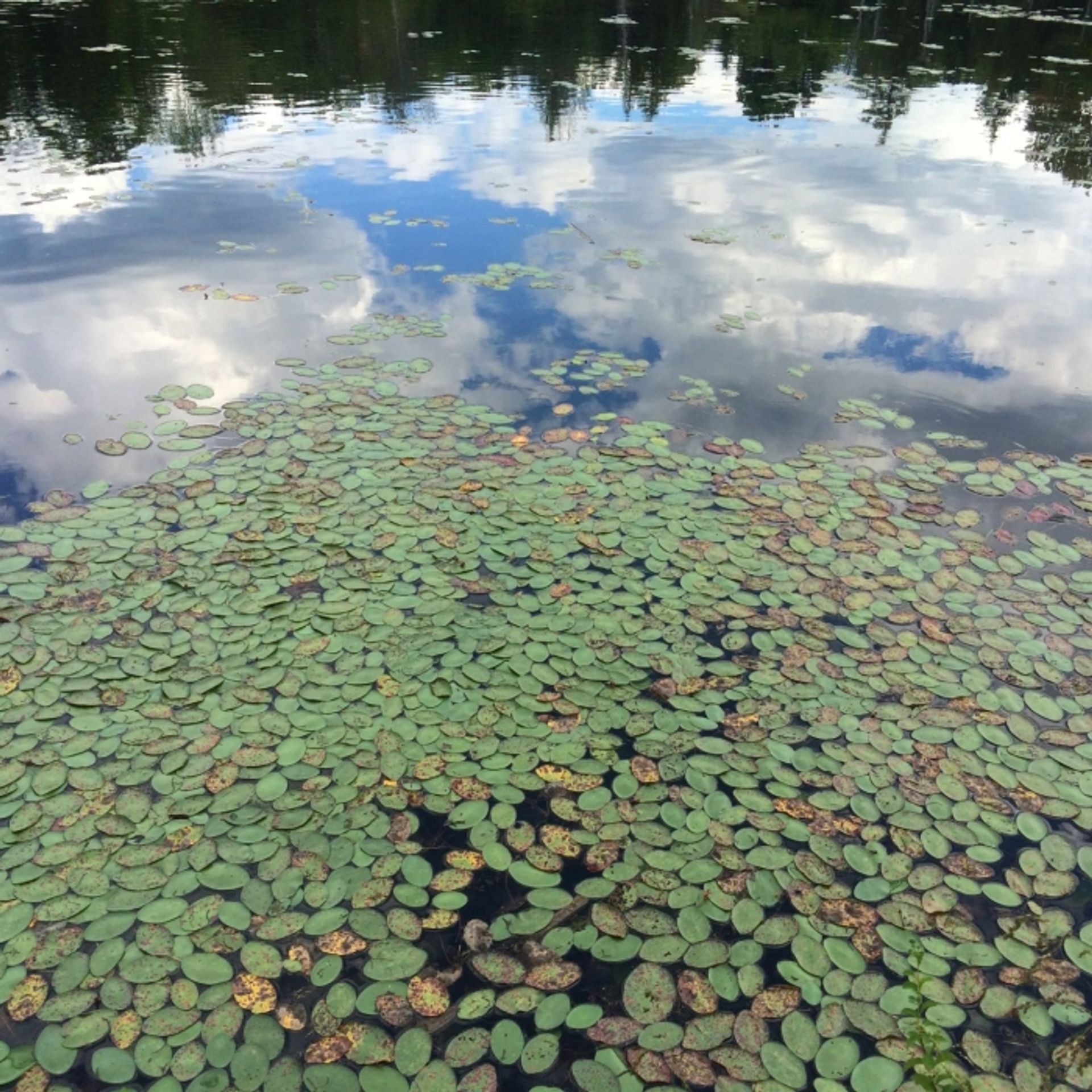 A pond reflects a view of Langenau Forest.