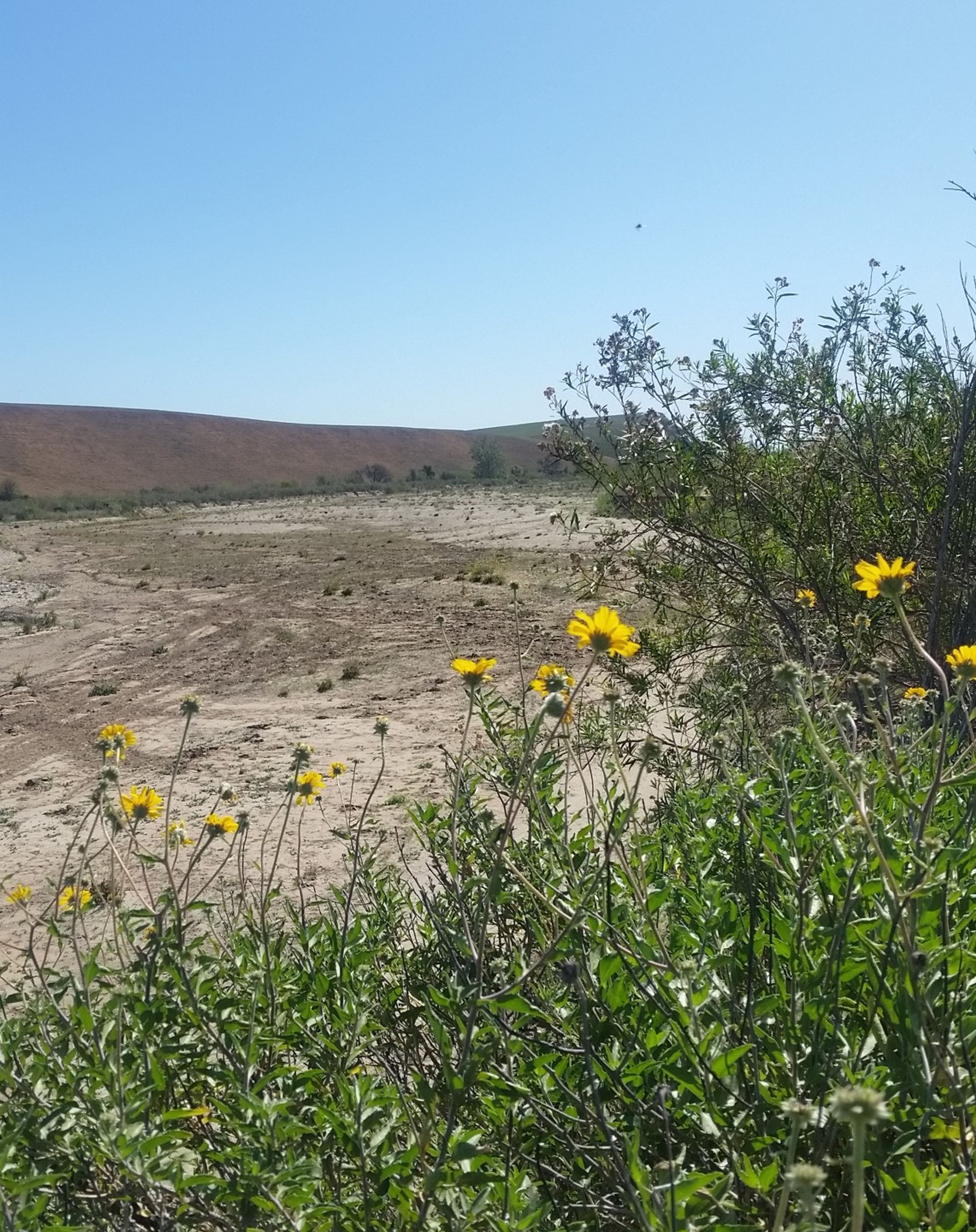 Blooms along the Santa Maria Riverbed Trails