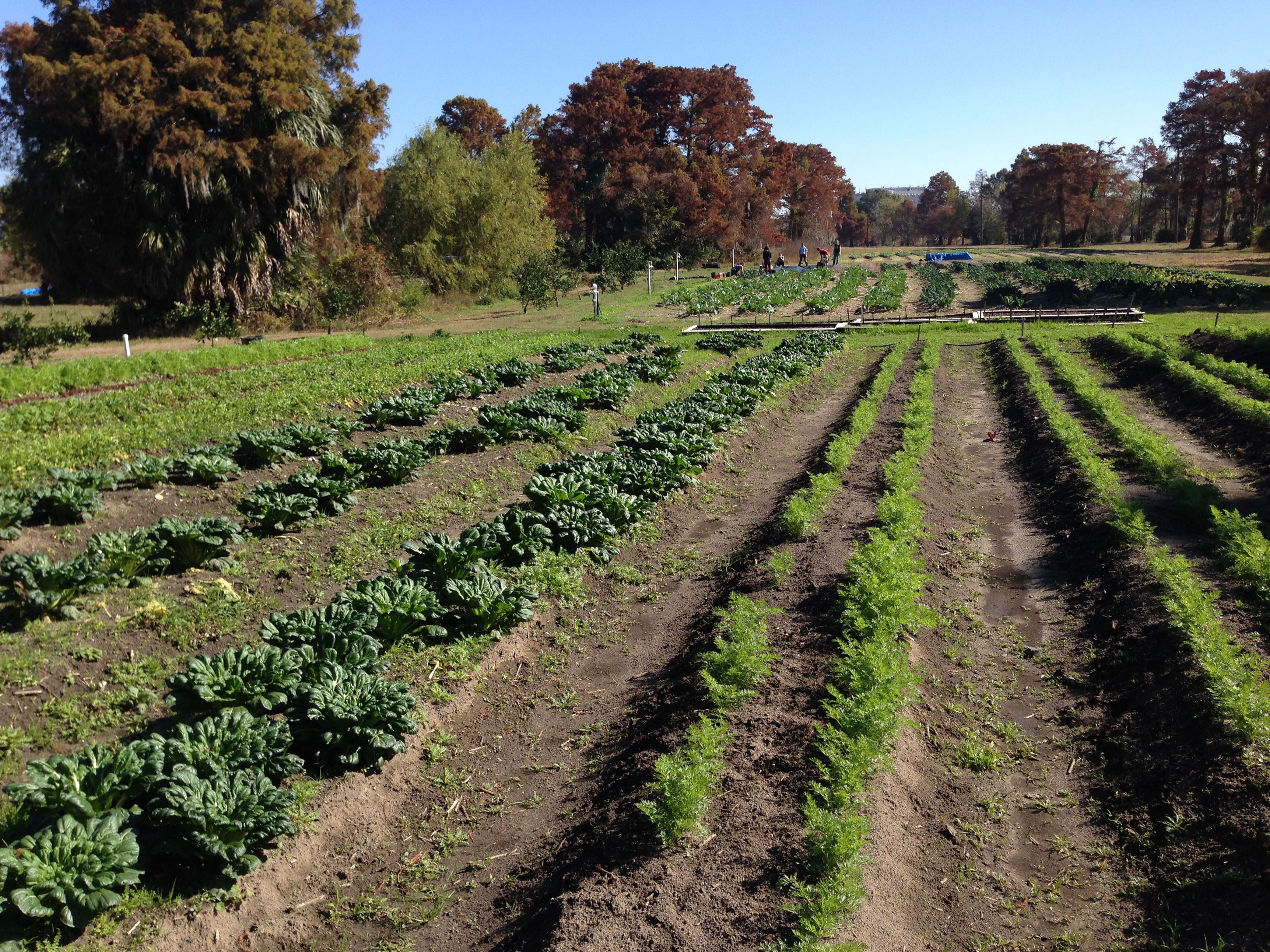 Rows of veggies