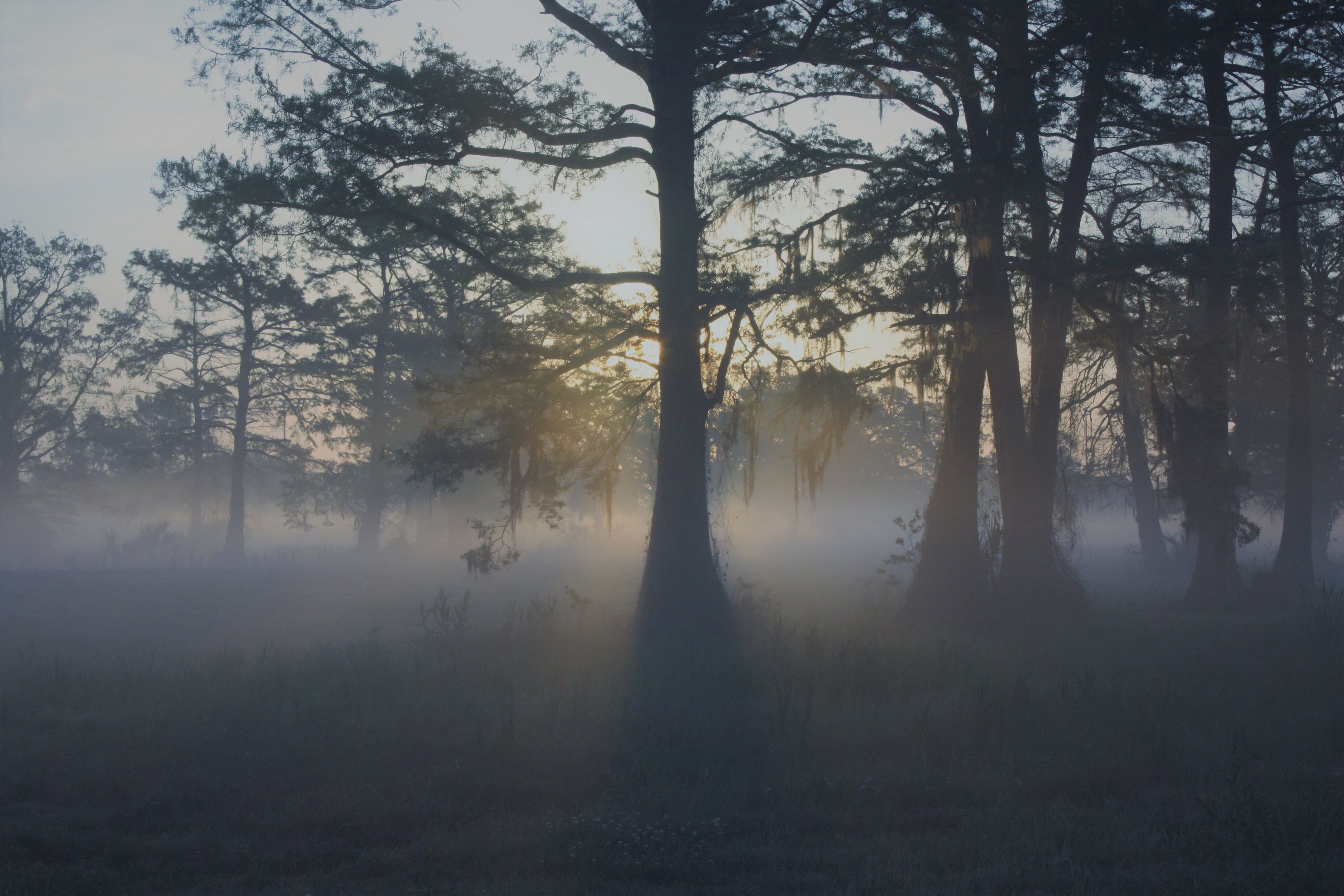 Sunrise at Wisner Tract